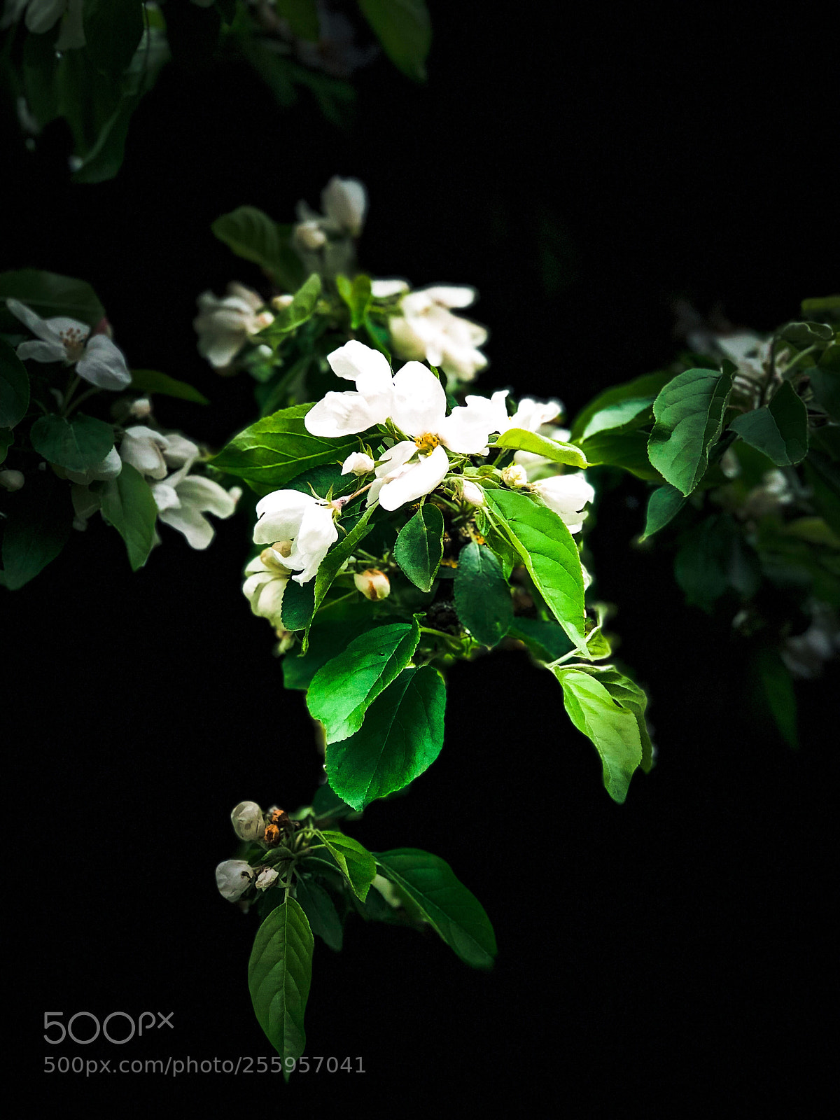 Apple iPhone 8 Plus sample photo. White & green  photography