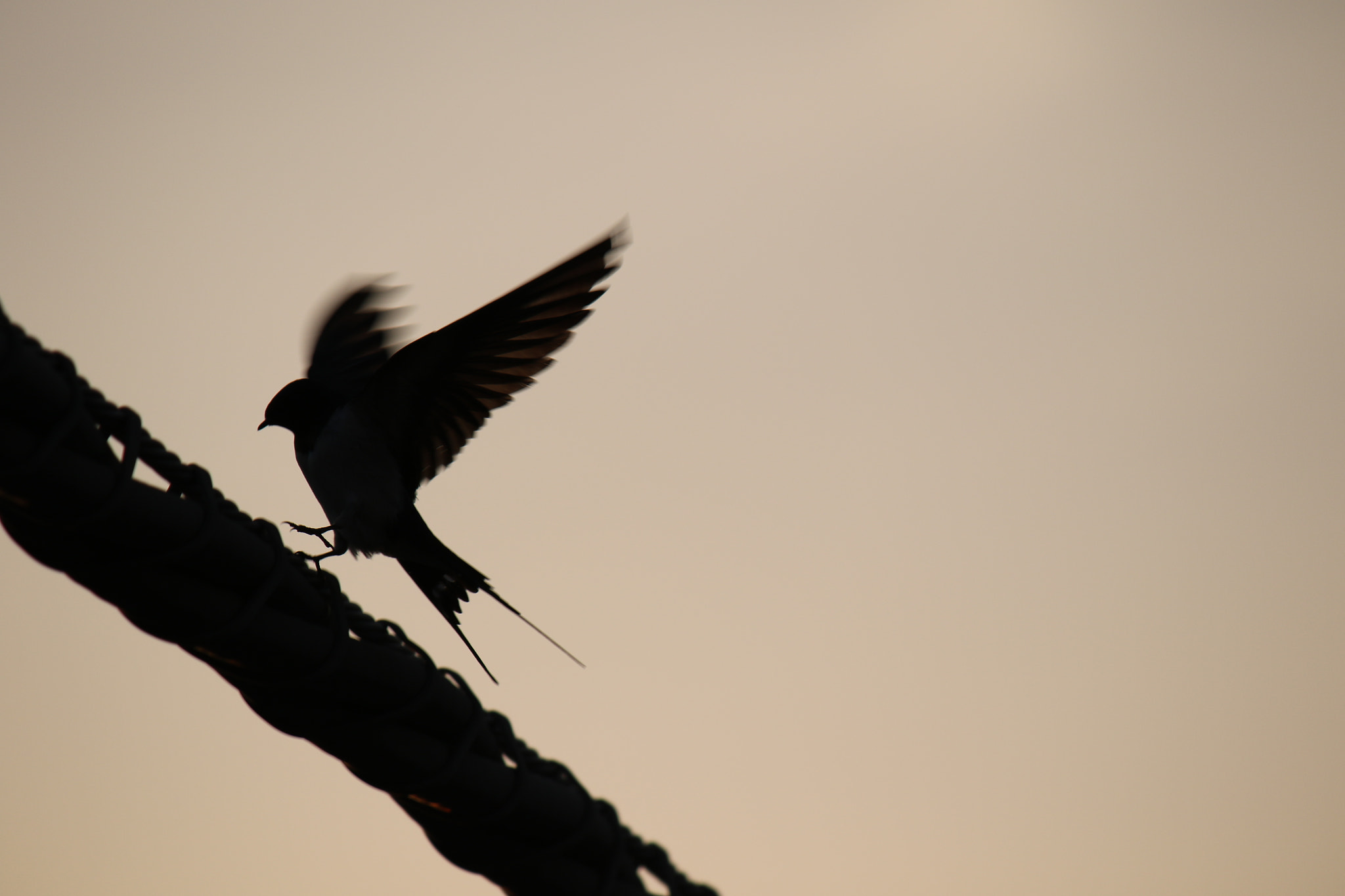 Canon EF-S 55-250mm F4-5.6 IS II sample photo