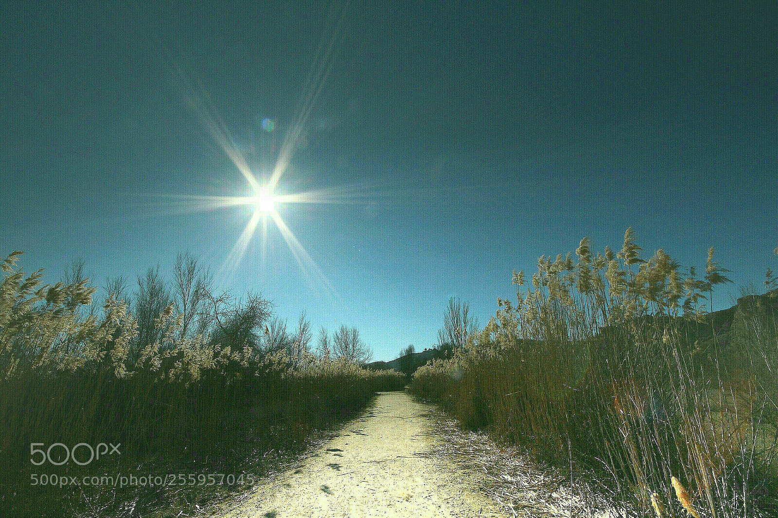 Canon EOS 700D (EOS Rebel T5i / EOS Kiss X7i) sample photo. El camino solo. photography