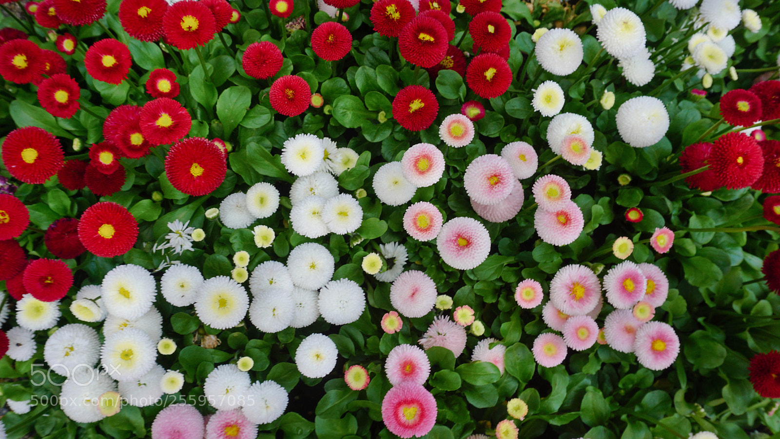 Sony a6000 sample photo. Flowers photography