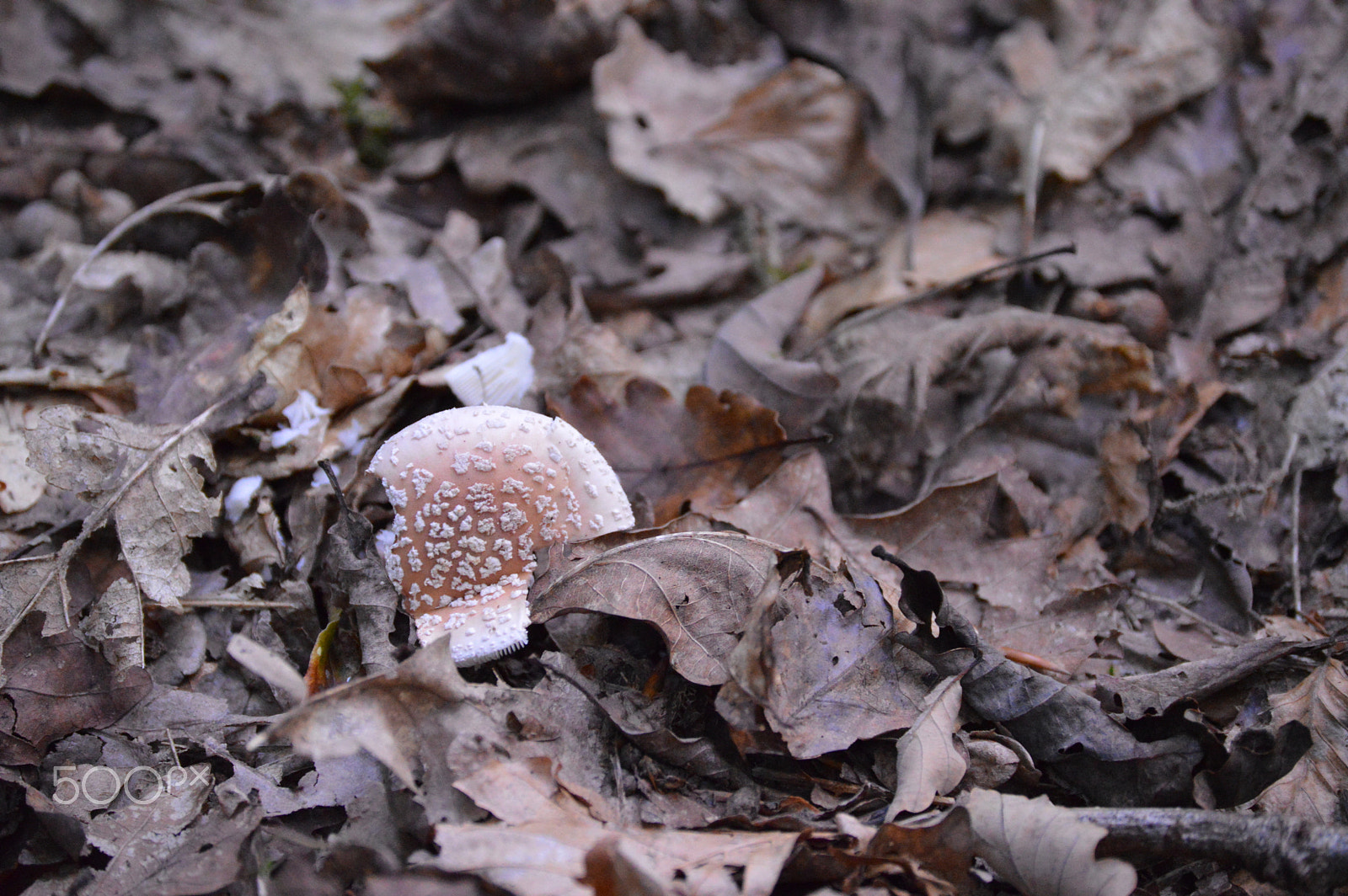 Nikon D3200 sample photo. Camouflage photography
