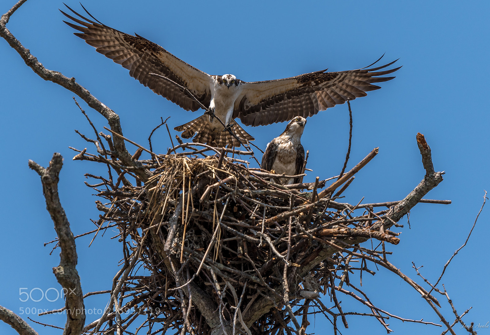 Nikon D500 sample photo. Osprey landing photography
