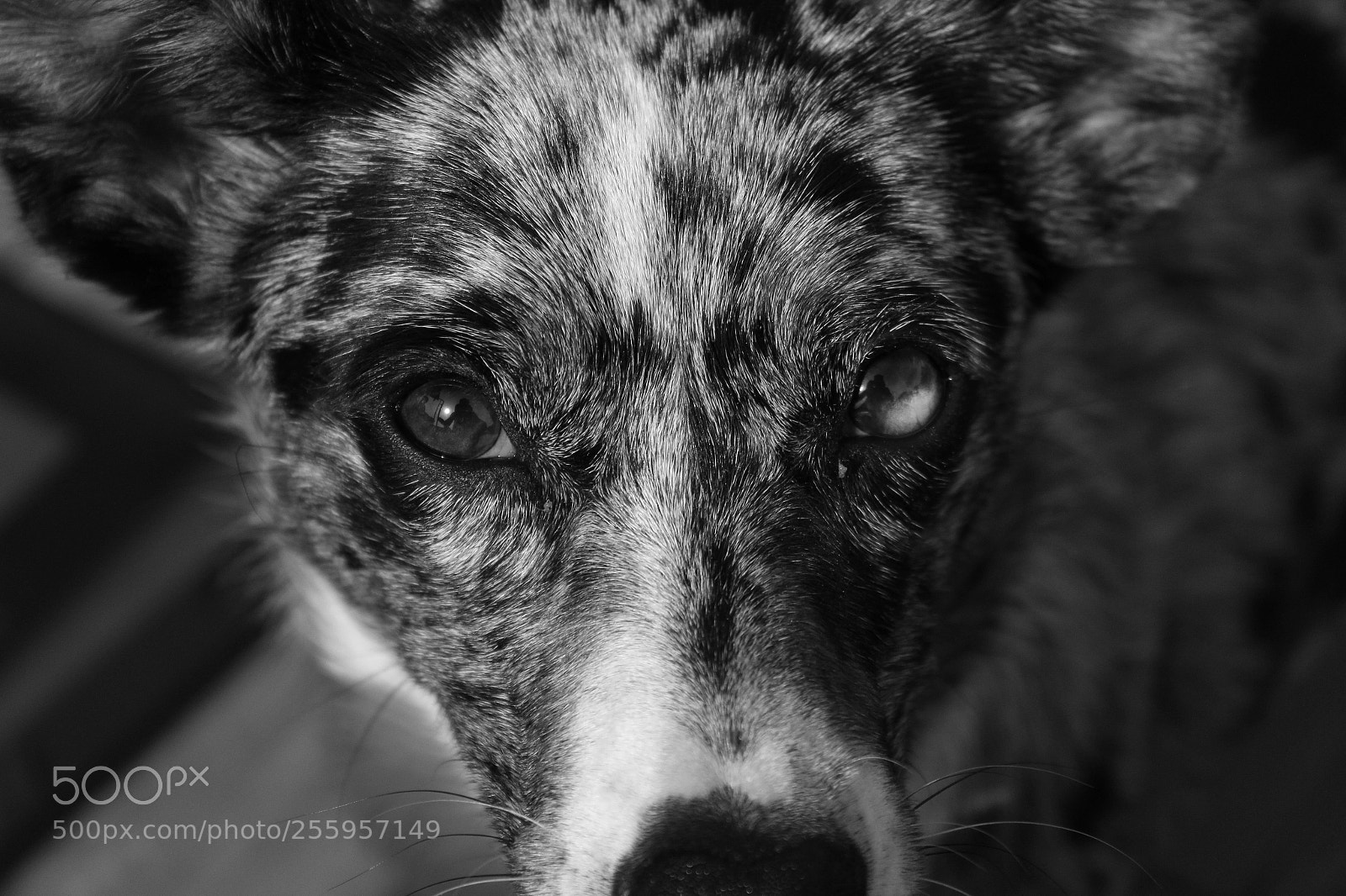 Canon EOS 100D (EOS Rebel SL1 / EOS Kiss X7) sample photo. Soul full of enthusiasm photography