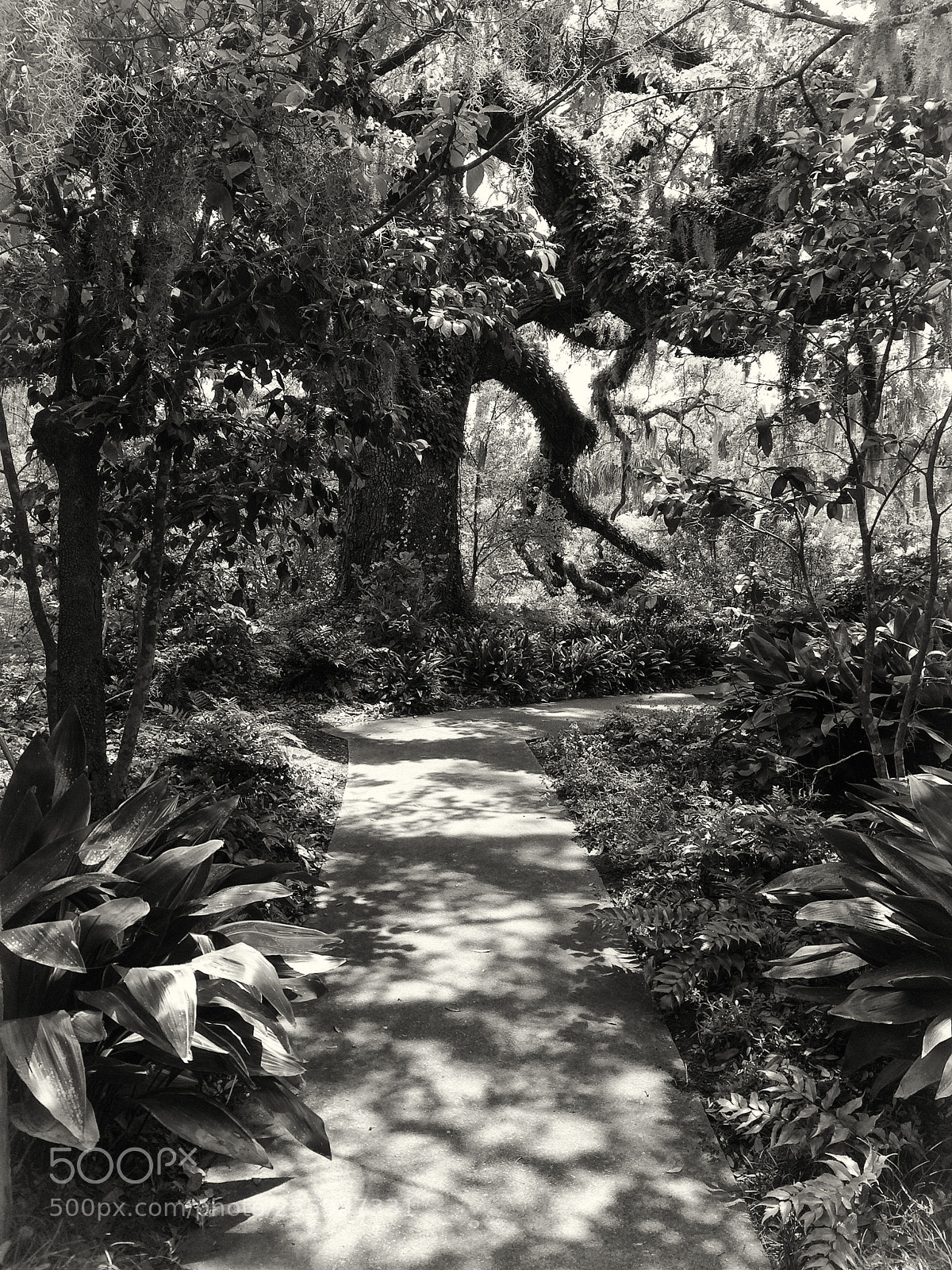 Apple iPhone 5s sample photo. Path brookgreen gardens photography