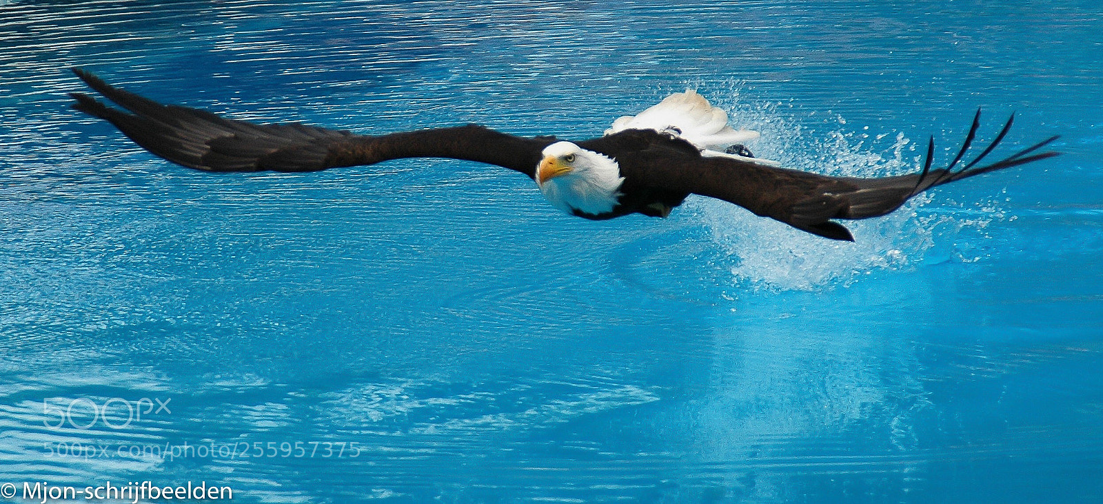 Nikon D70s sample photo. Sea eagle photography