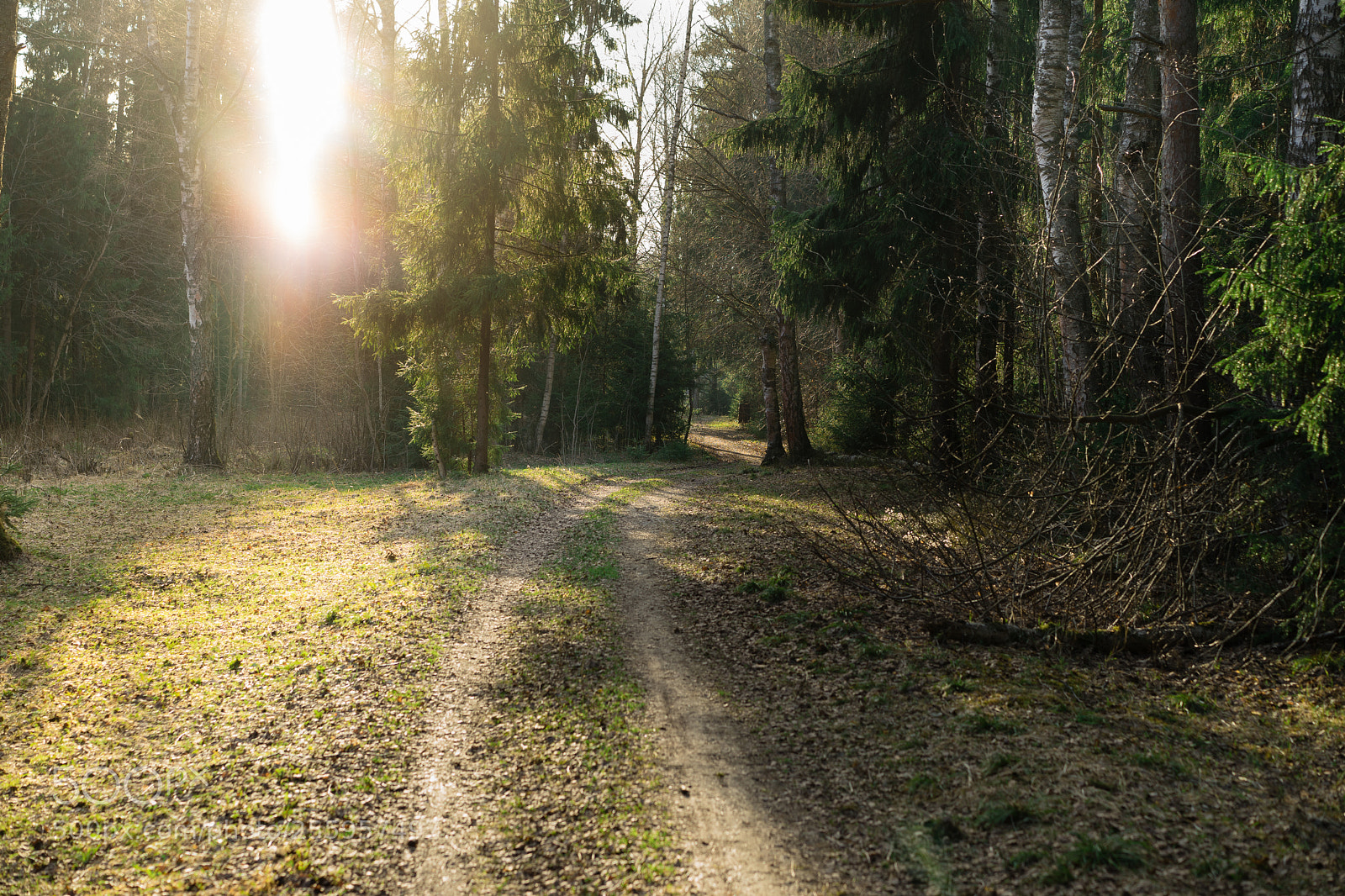 Sony a7 II sample photo. Forest photography