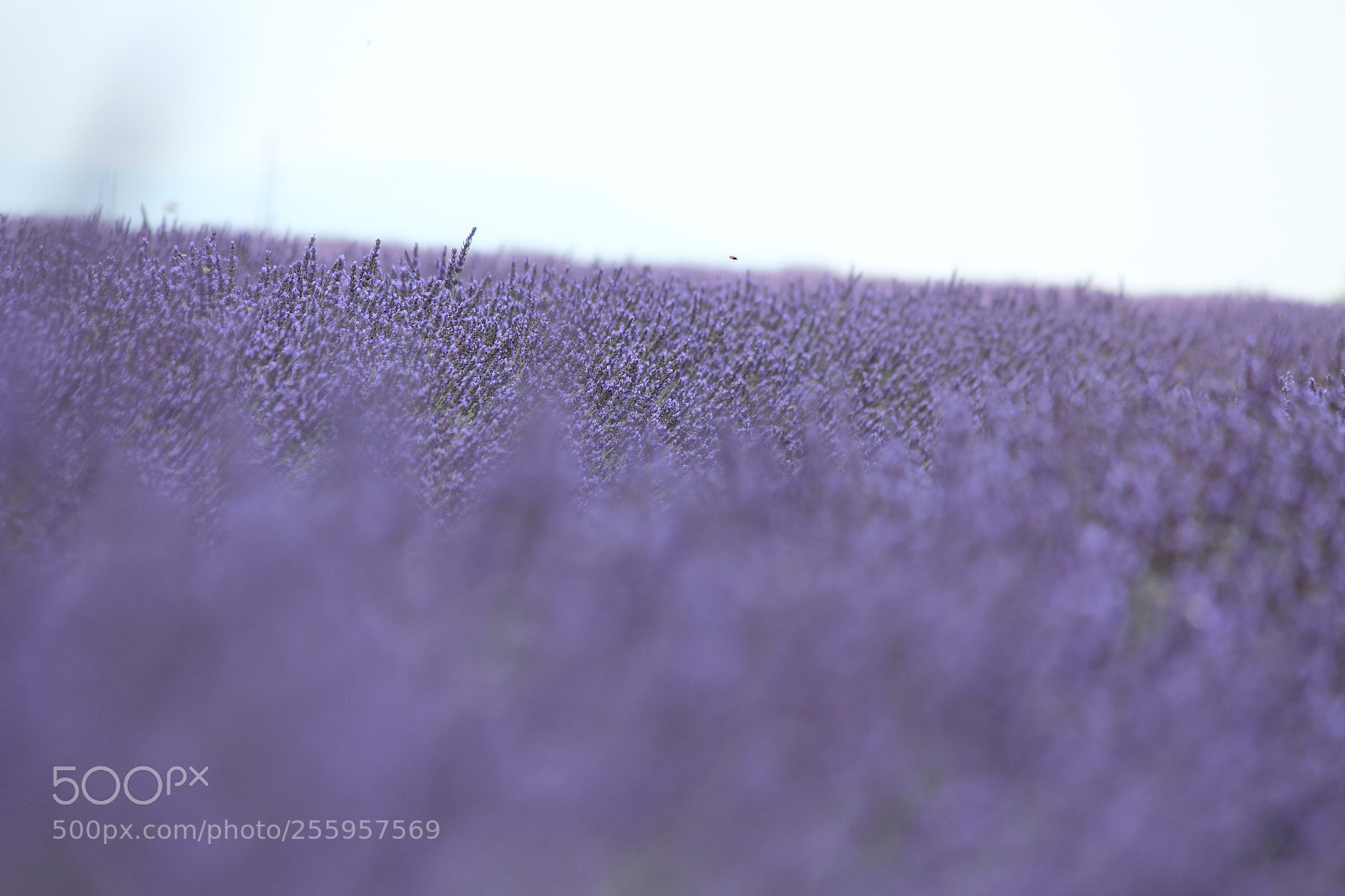 Canon EF-S 55-250mm F4-5.6 IS II sample photo. Img photography