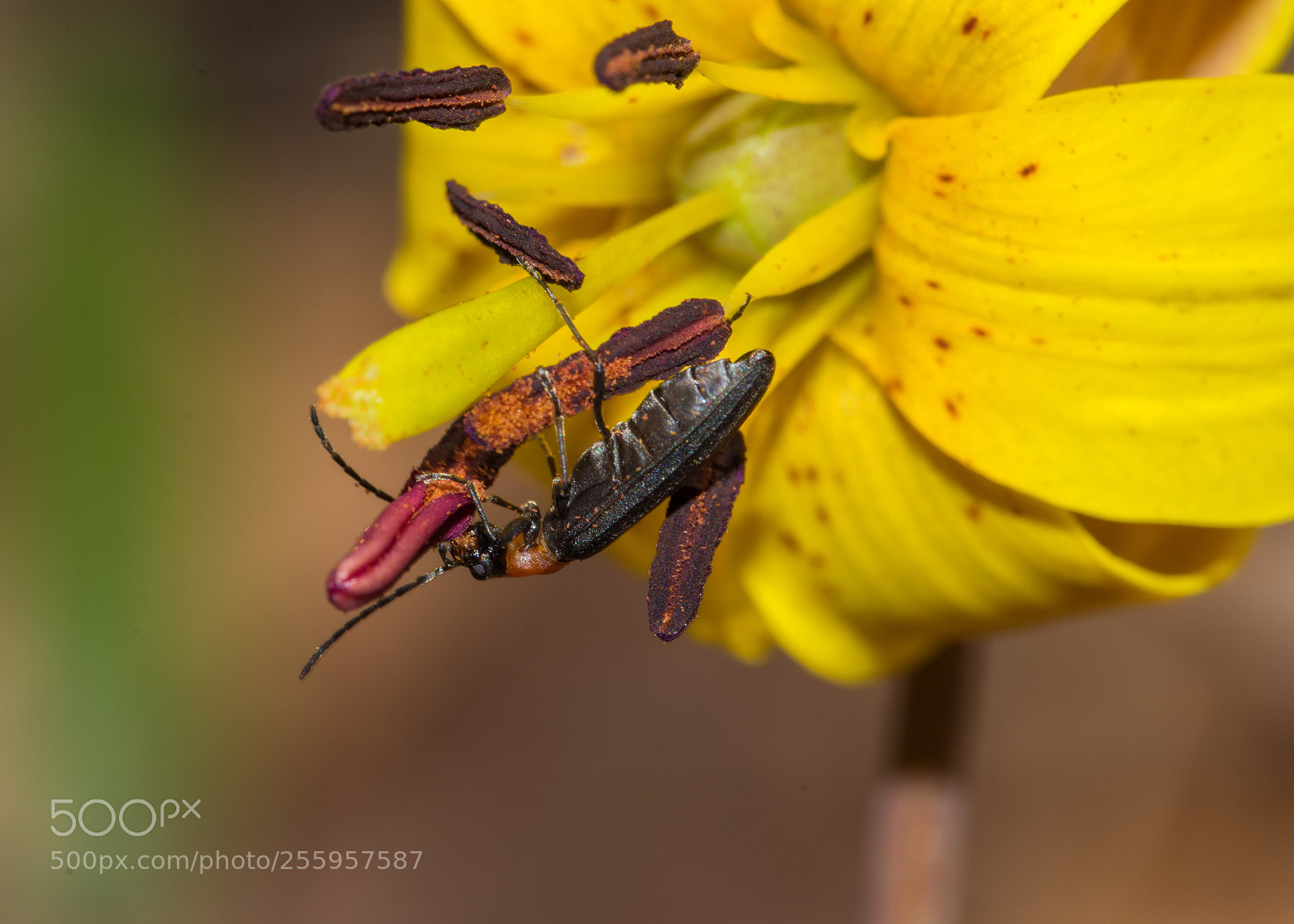 Nikon D7200 sample photo. False blister beetle photography