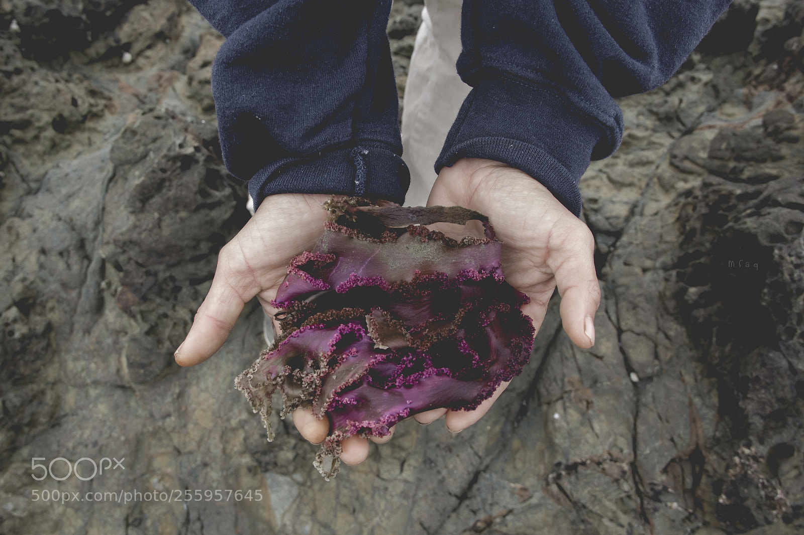 Canon EOS 60D sample photo. Alga de agua fr photography