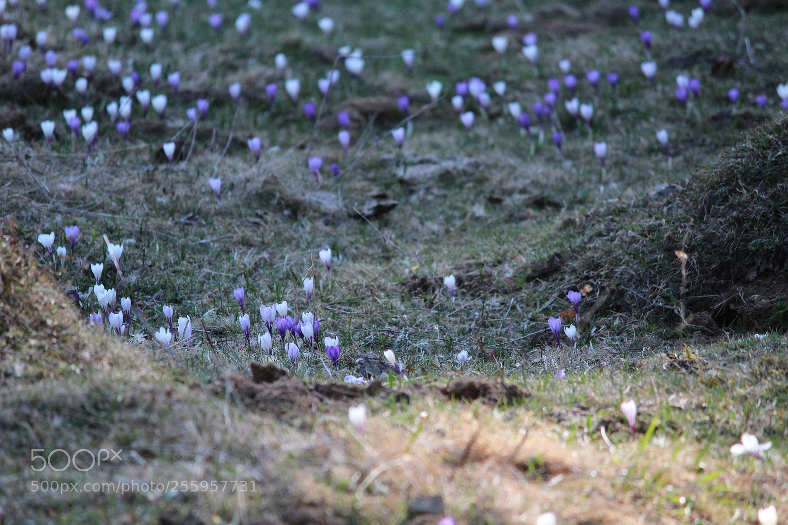 Canon EF-S 55-250mm F4-5.6 IS II sample photo. Img photography