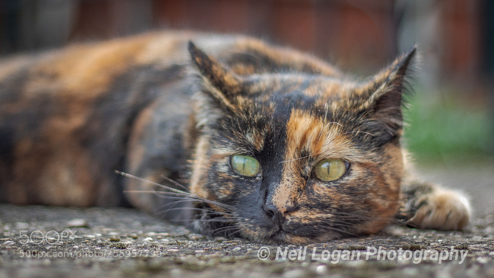Canon EOS 750D (EOS Rebel T6i / EOS Kiss X8i) sample photo. Untitled photography