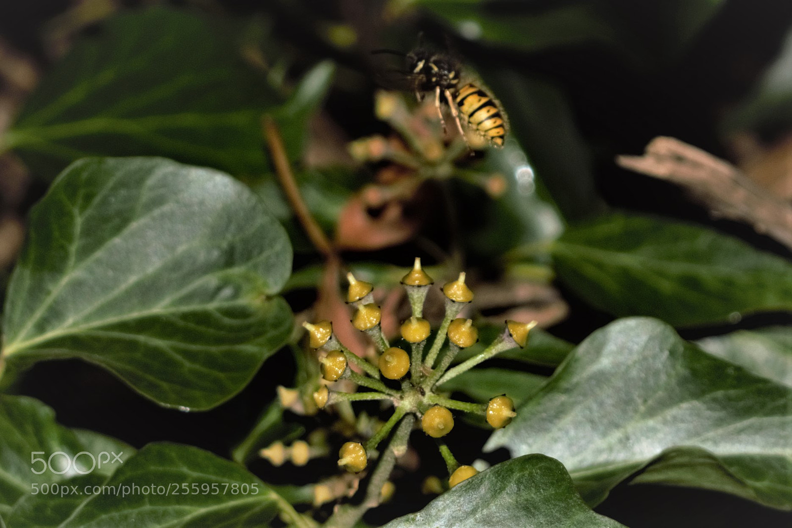 Nikon D3300 sample photo. Wasp photography
