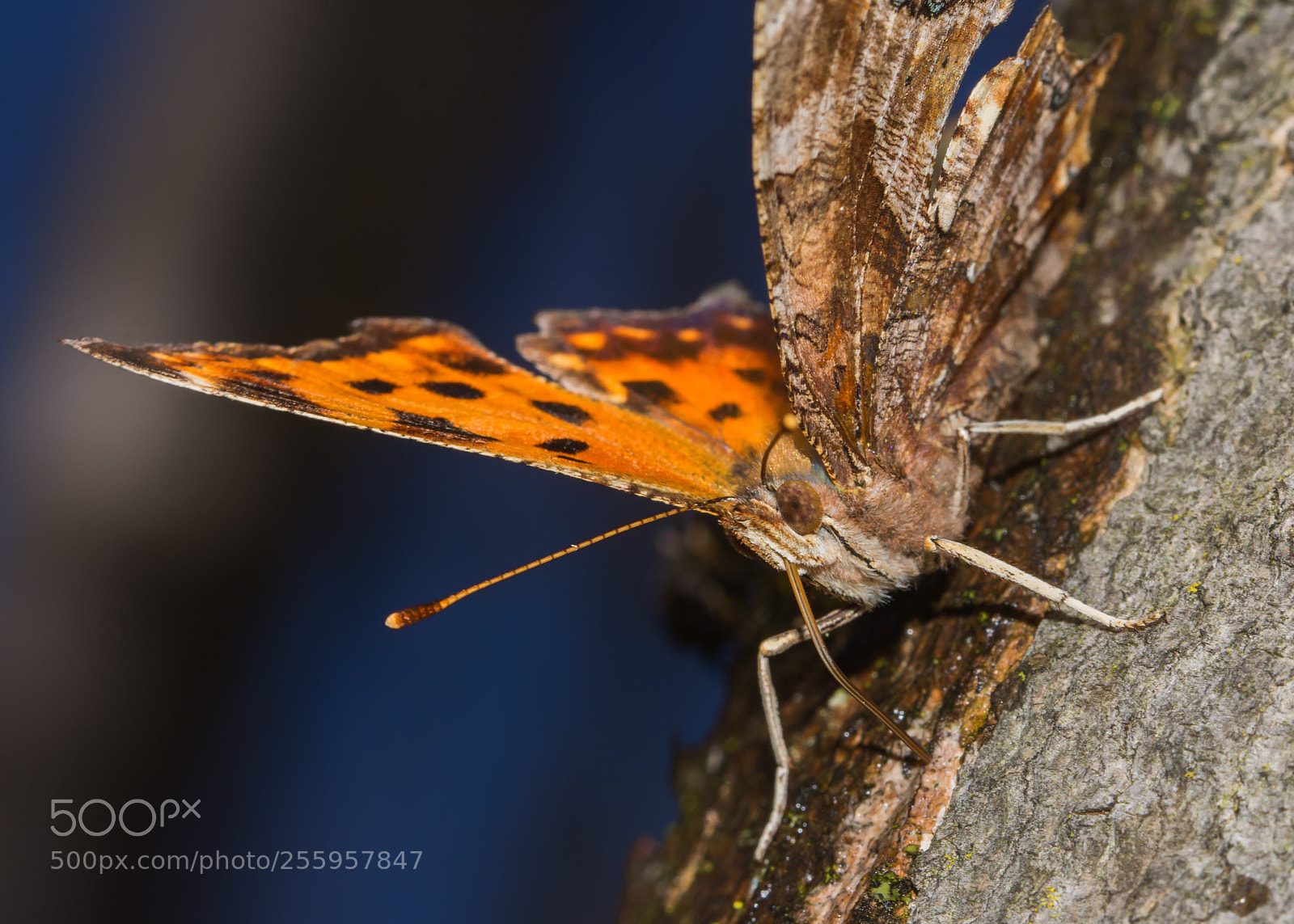 Nikon D7200 sample photo. Eastern comma photography