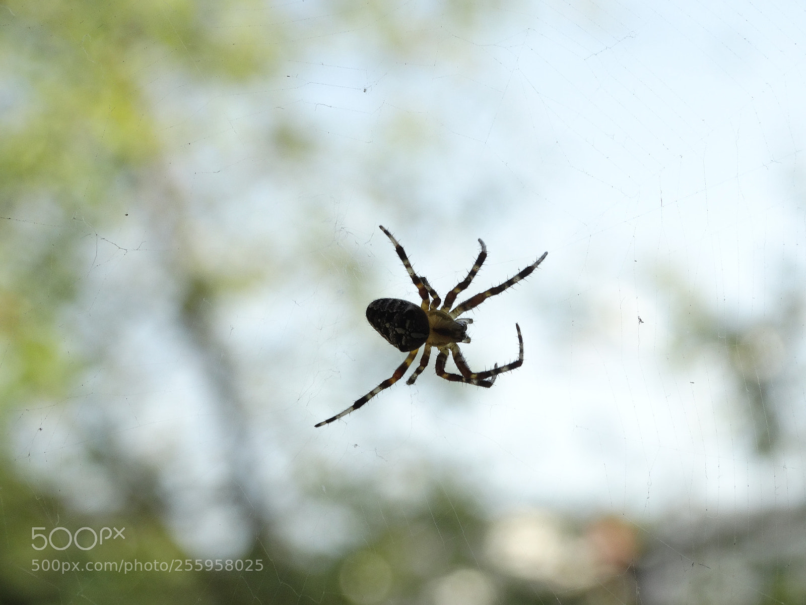 Sony Cyber-shot DSC-HX300 sample photo. Dsc photography