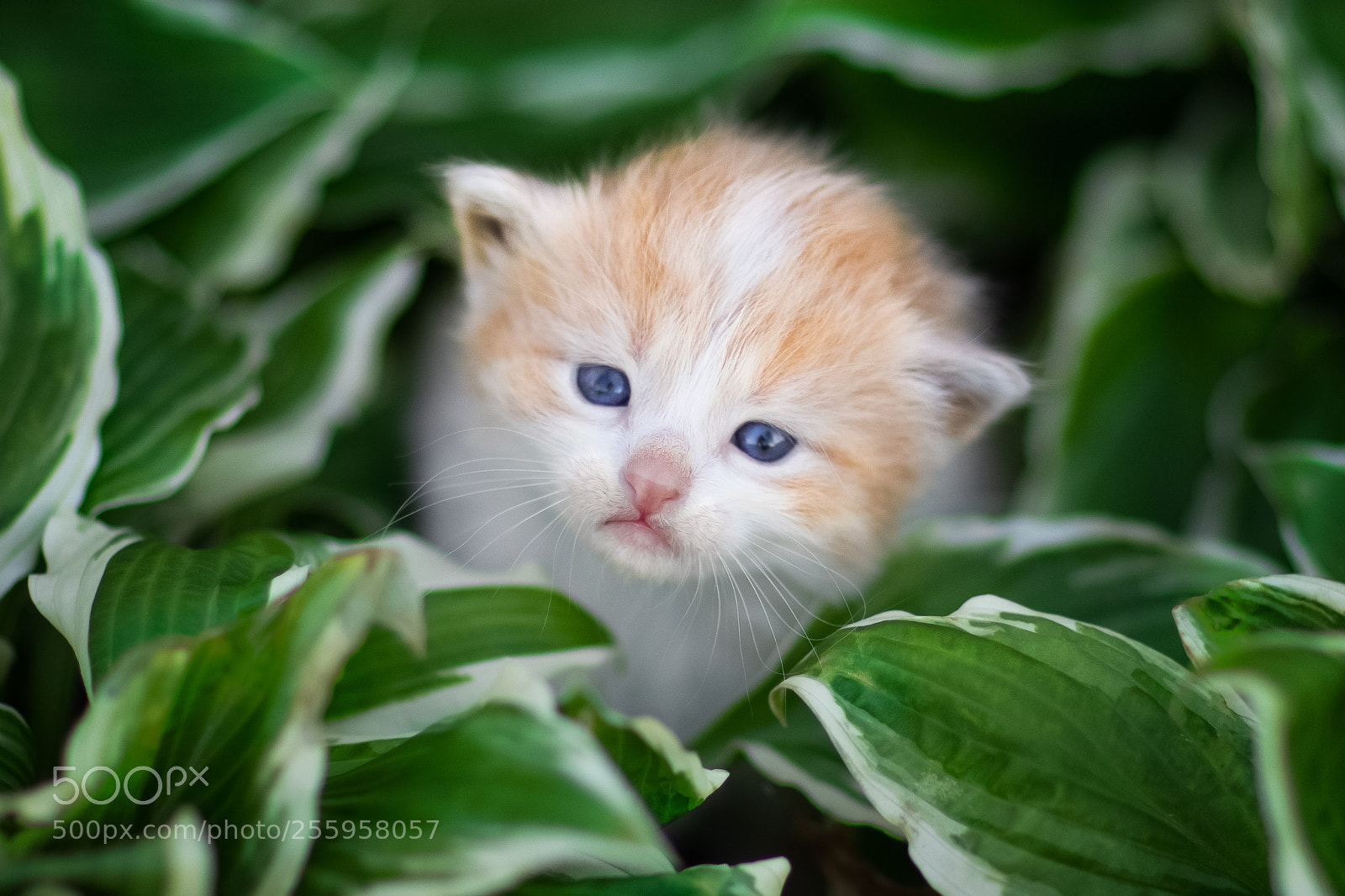 Canon EOS 5D Mark IV sample photo. Orange and green photography