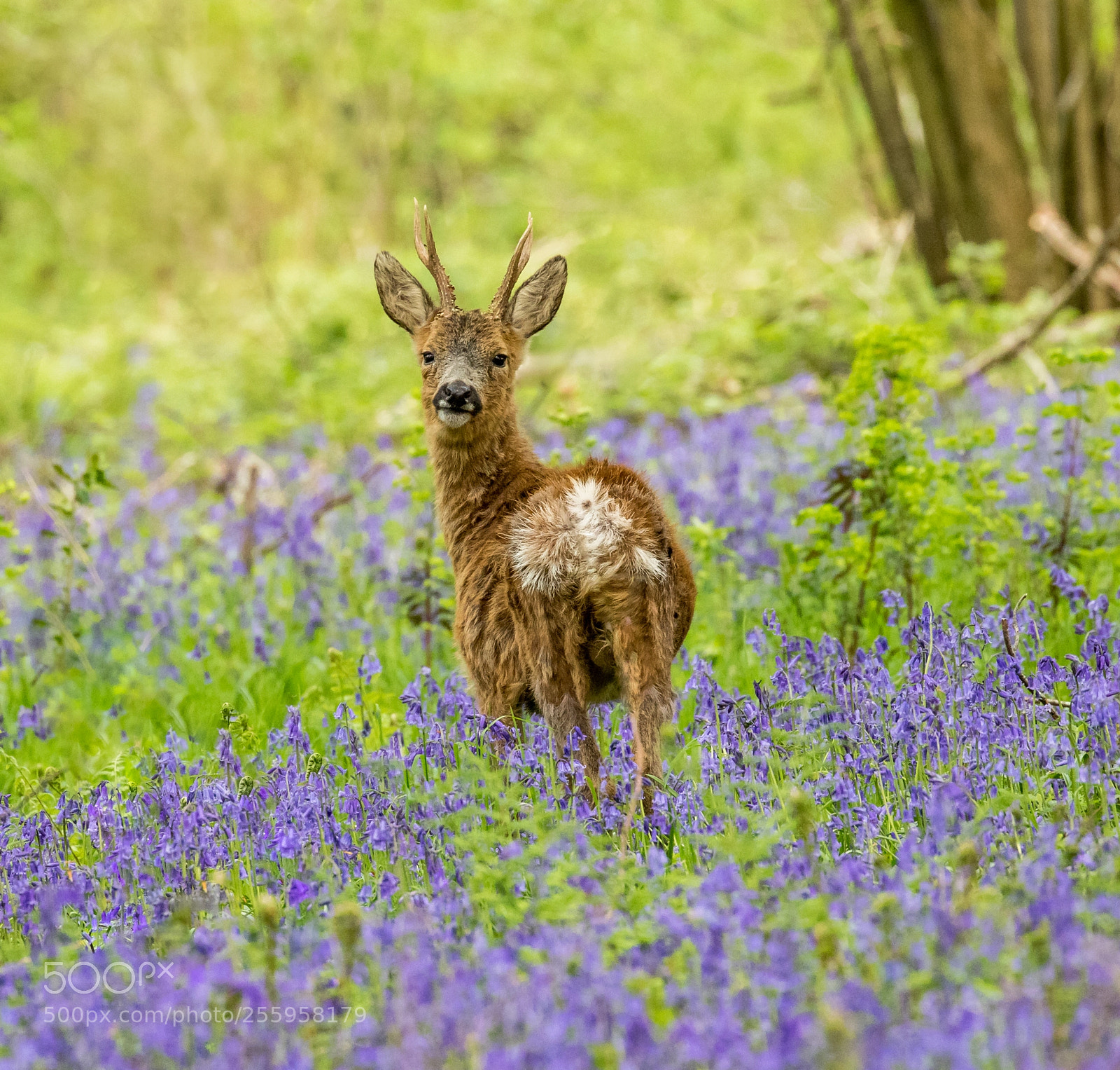 Canon EOS 7D Mark II sample photo. Amidst the bluebells photography