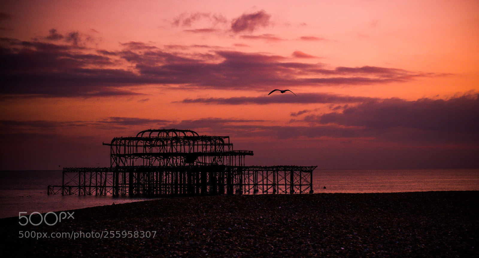 Nikon D5200 sample photo. The lonely gull photography