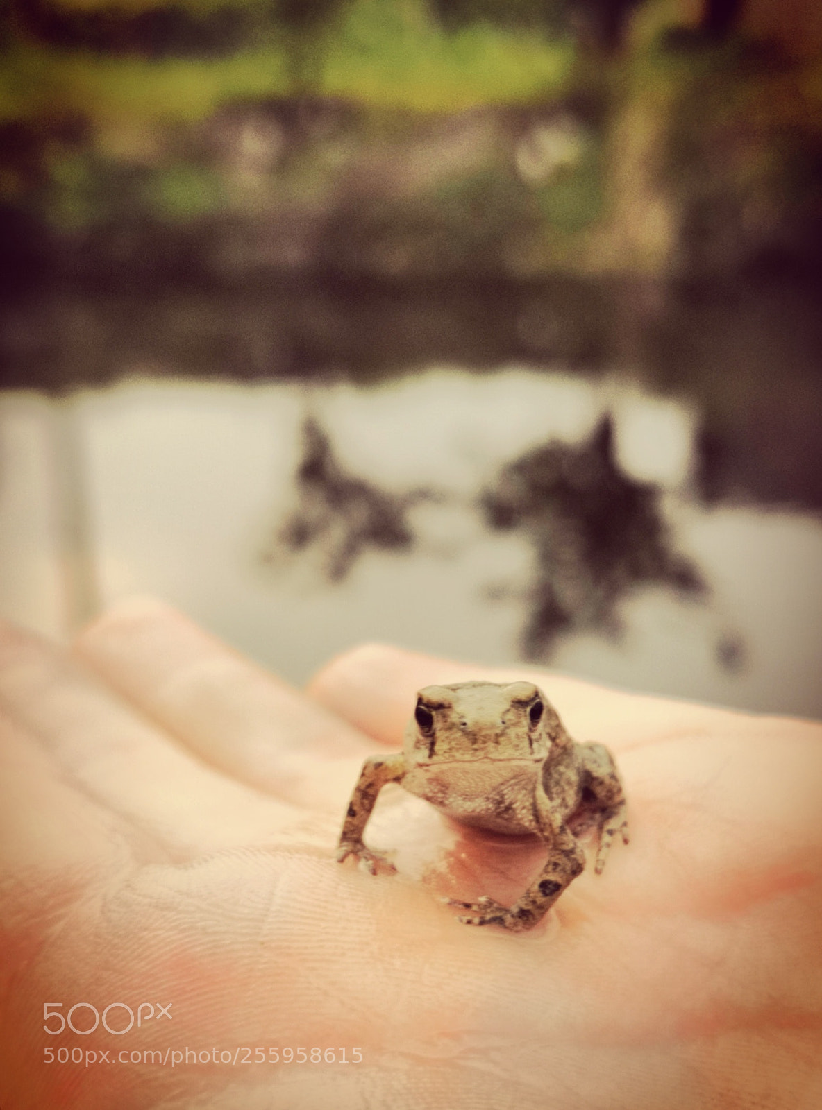 HUAWEI Honor 10 sample photo. Small frog on hand photography