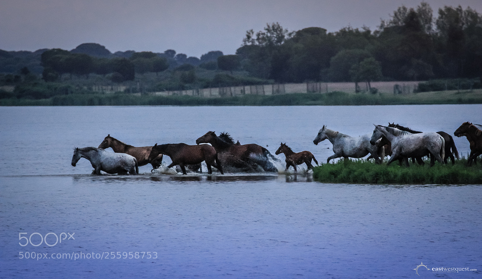Canon EOS 700D (EOS Rebel T5i / EOS Kiss X7i) sample photo. The horses galloping through photography