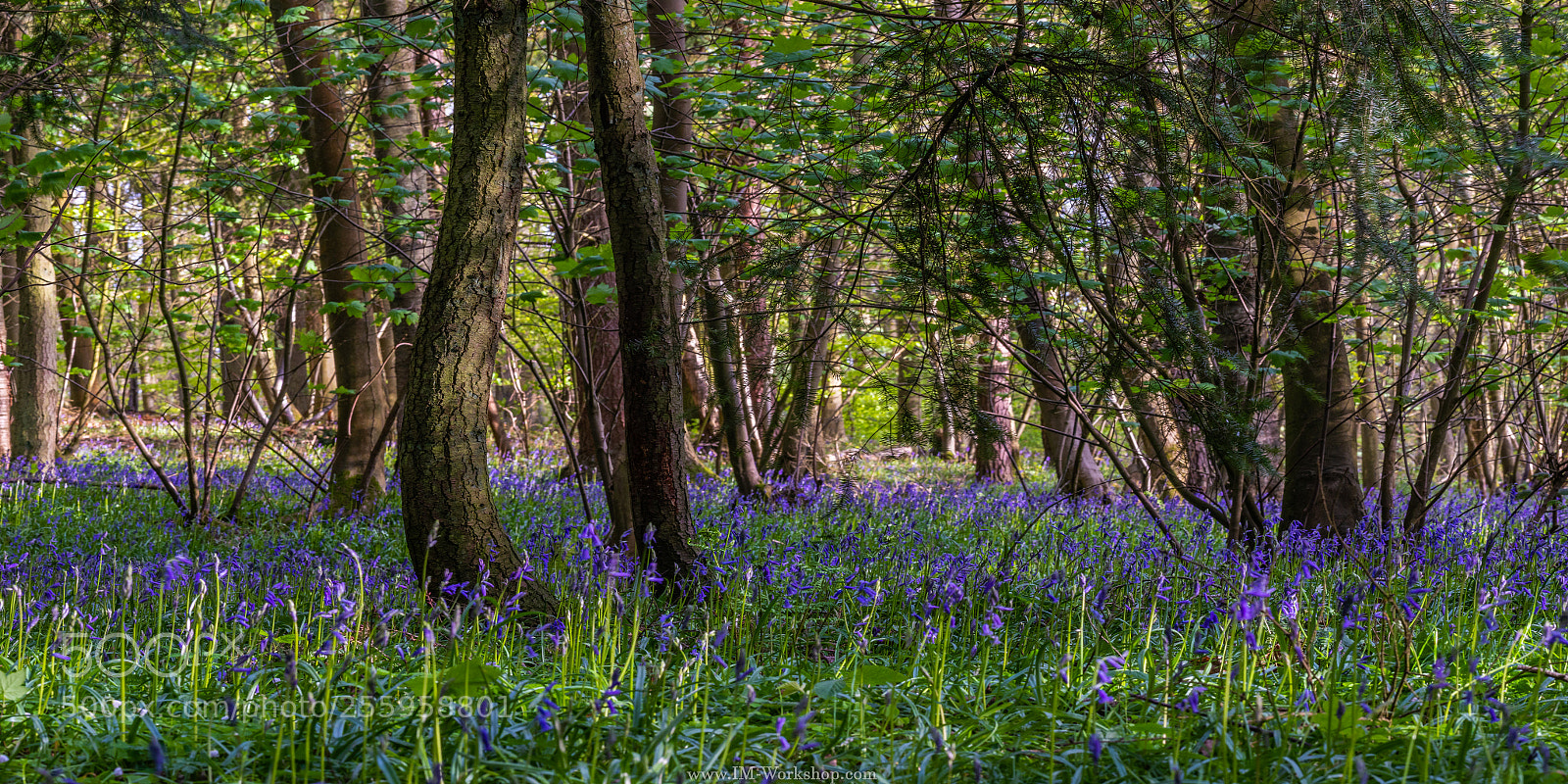 Canon EOS 80D sample photo. Blue bells photography