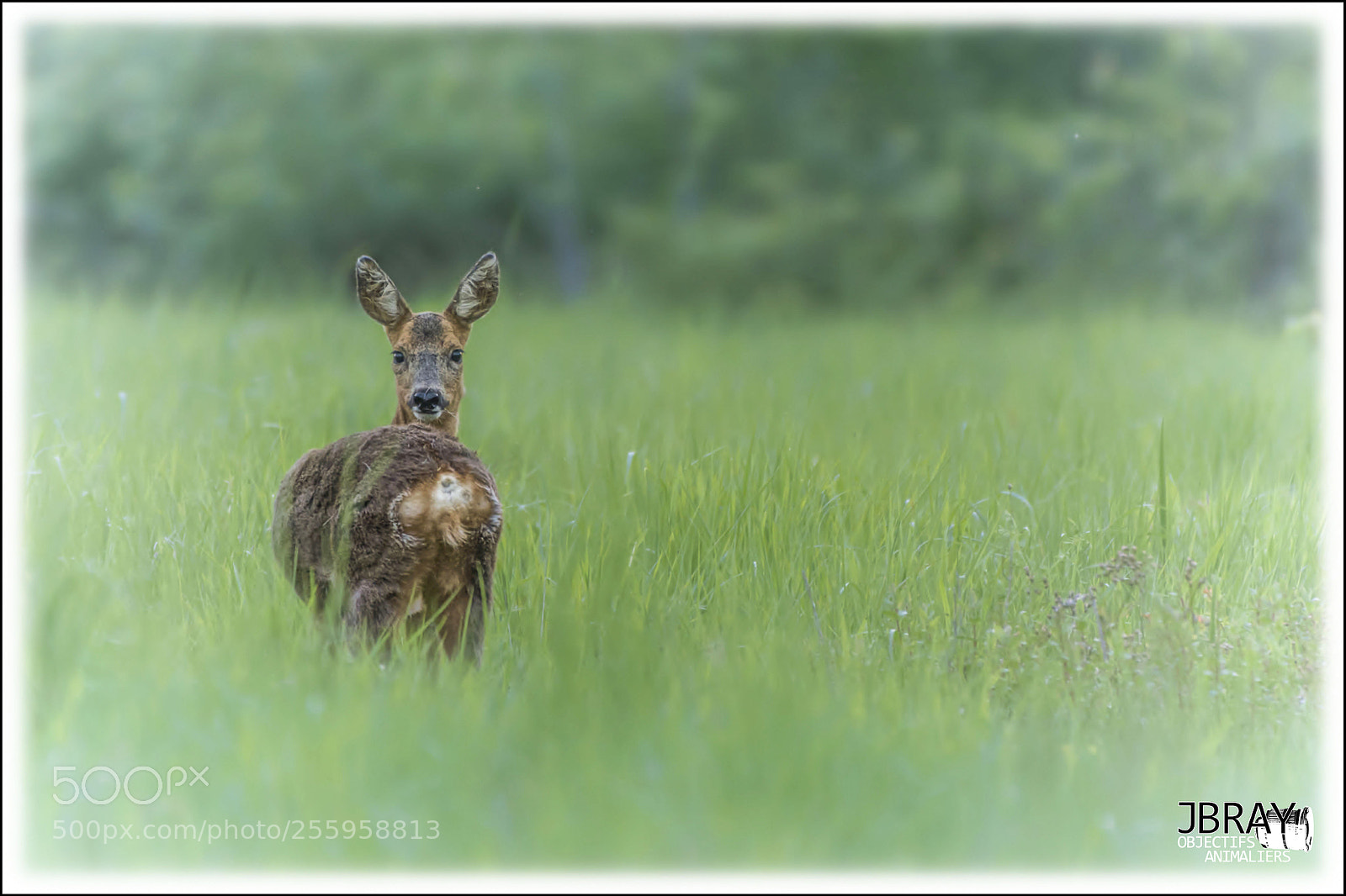 Nikon D7200 sample photo. Roe deer photography