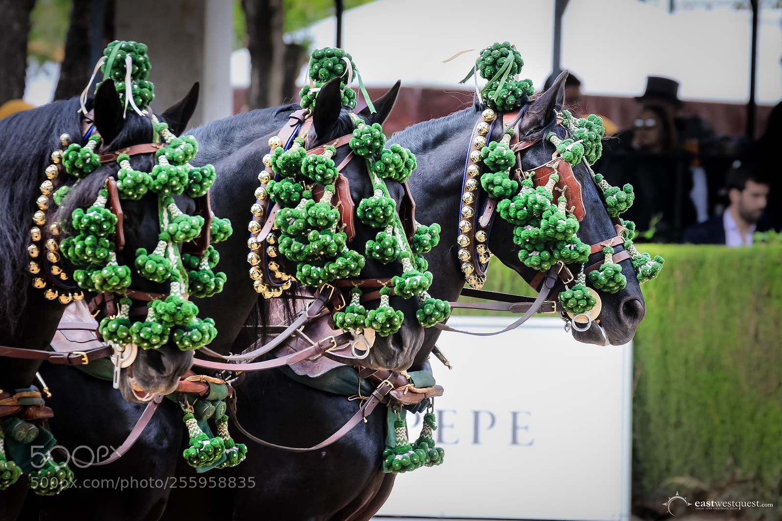 Canon EOS 700D (EOS Rebel T5i / EOS Kiss X7i) sample photo. The dancing horses of photography