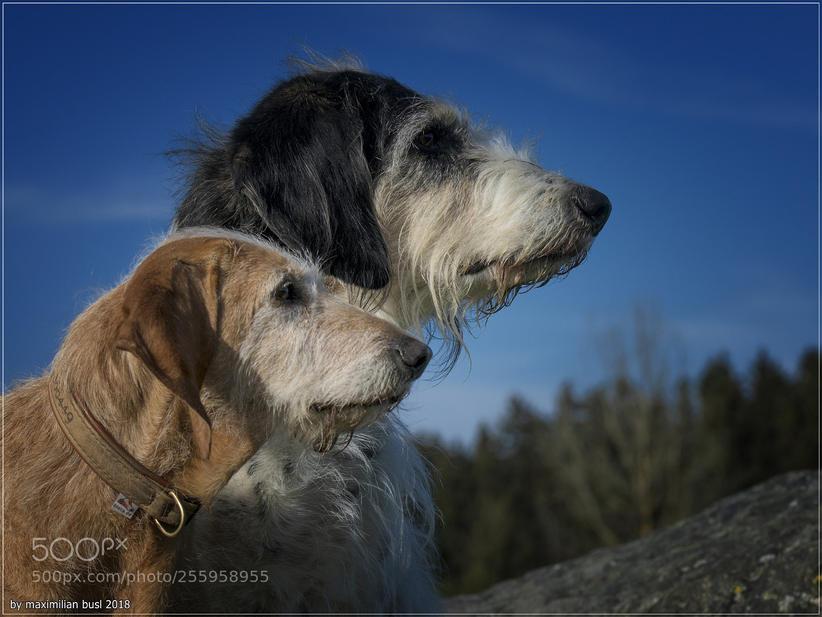 Nikon D850 sample photo. Friends (i) photography