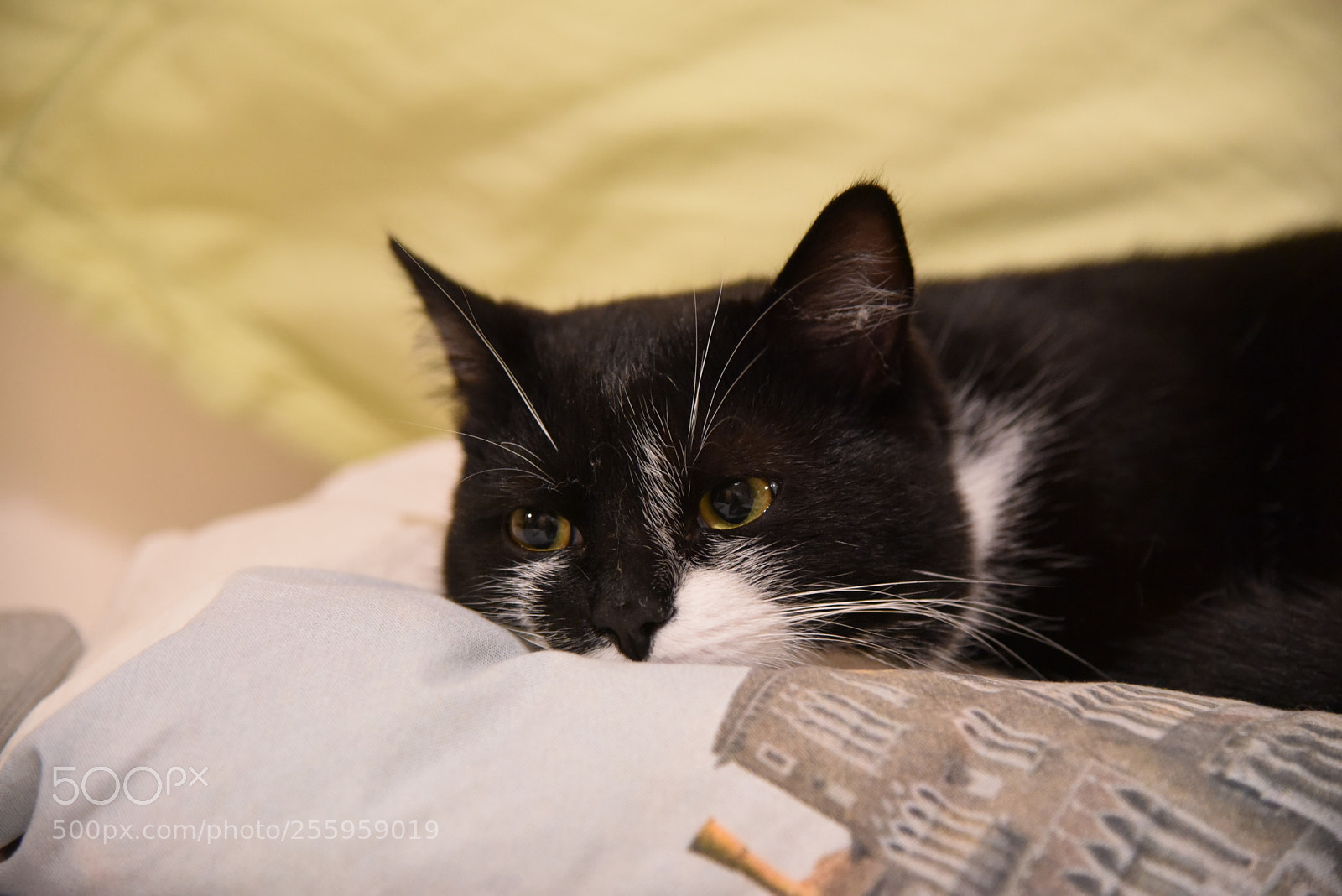 Nikon AF-S Nikkor 24-120mm F4G ED VR sample photo. Oreo photography
