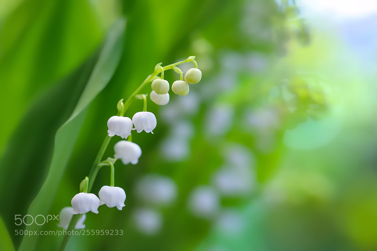 Canon EOS 6D Mark II sample photo. Je porte bonheur photography