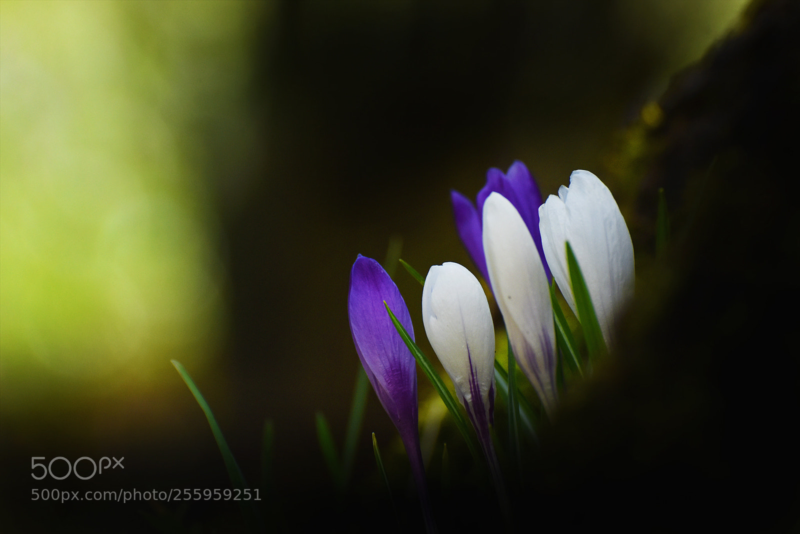 Nikon D7200 sample photo. Spring vi - re-upload photography