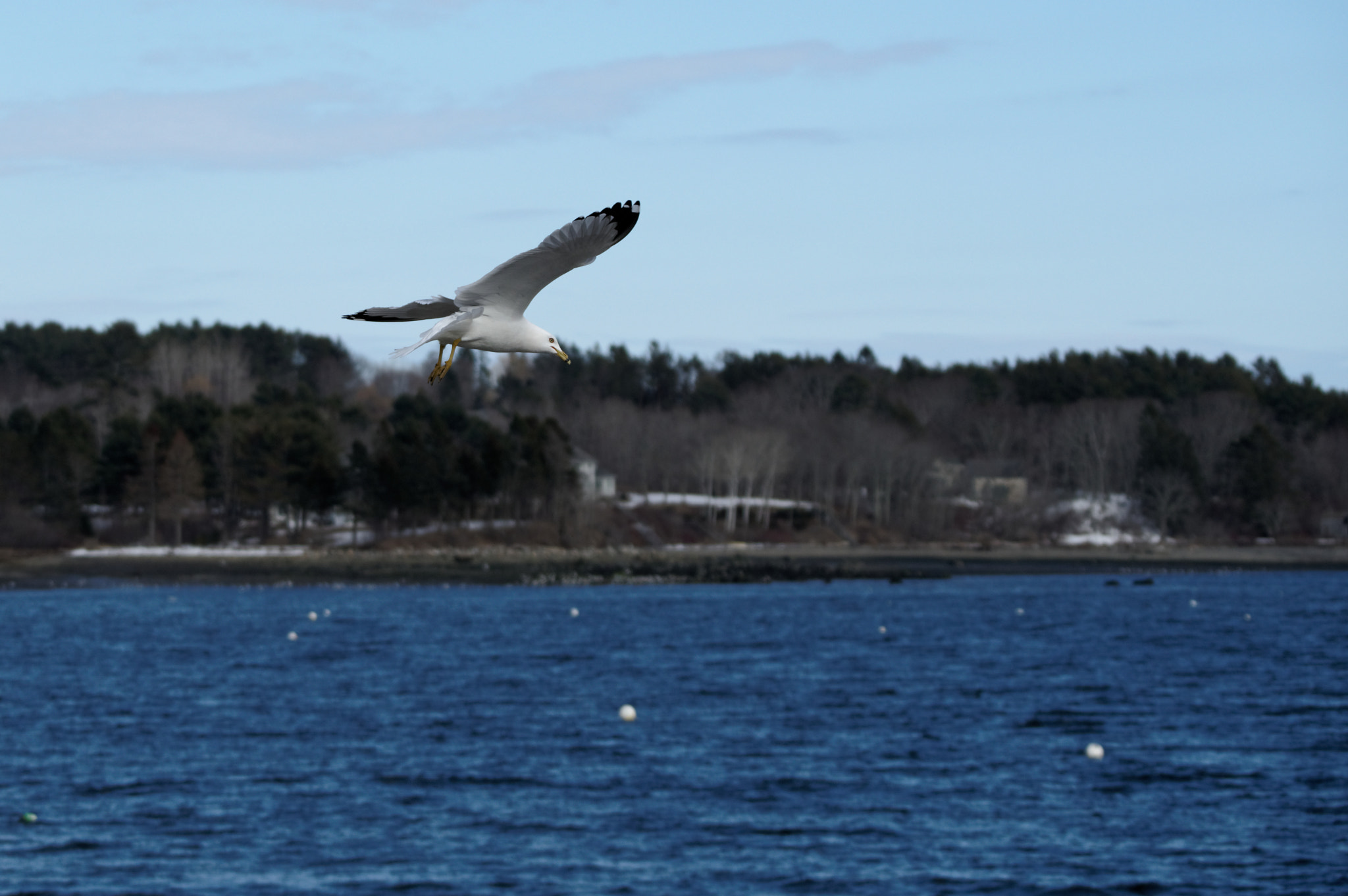 HD PENTAX-DA 55-300mm F4.5-6.3 ED PLM WR RE sample photo. Gear down for landing photography