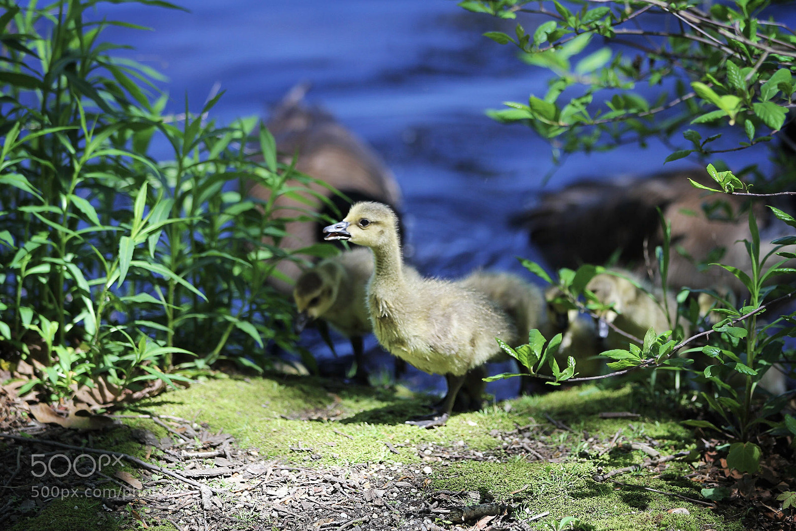 Canon EOS 60D sample photo. Spring chicken photography