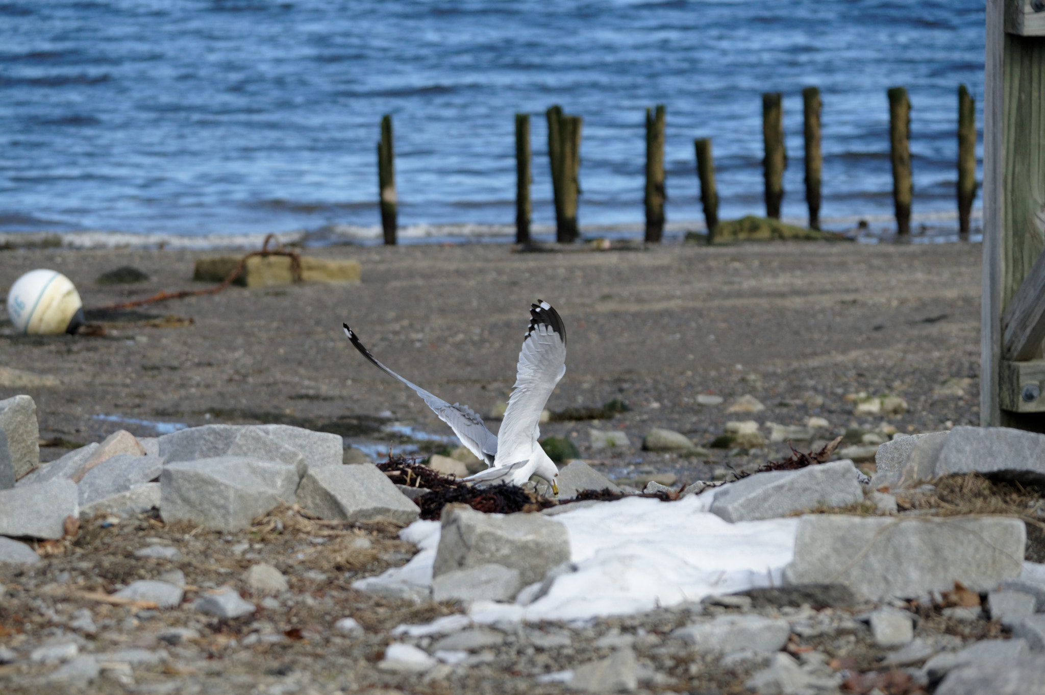 Pentax KP sample photo. Ruffled by the wind photography