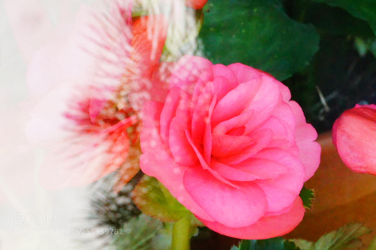 Sony a6000 sample photo. Flower photography