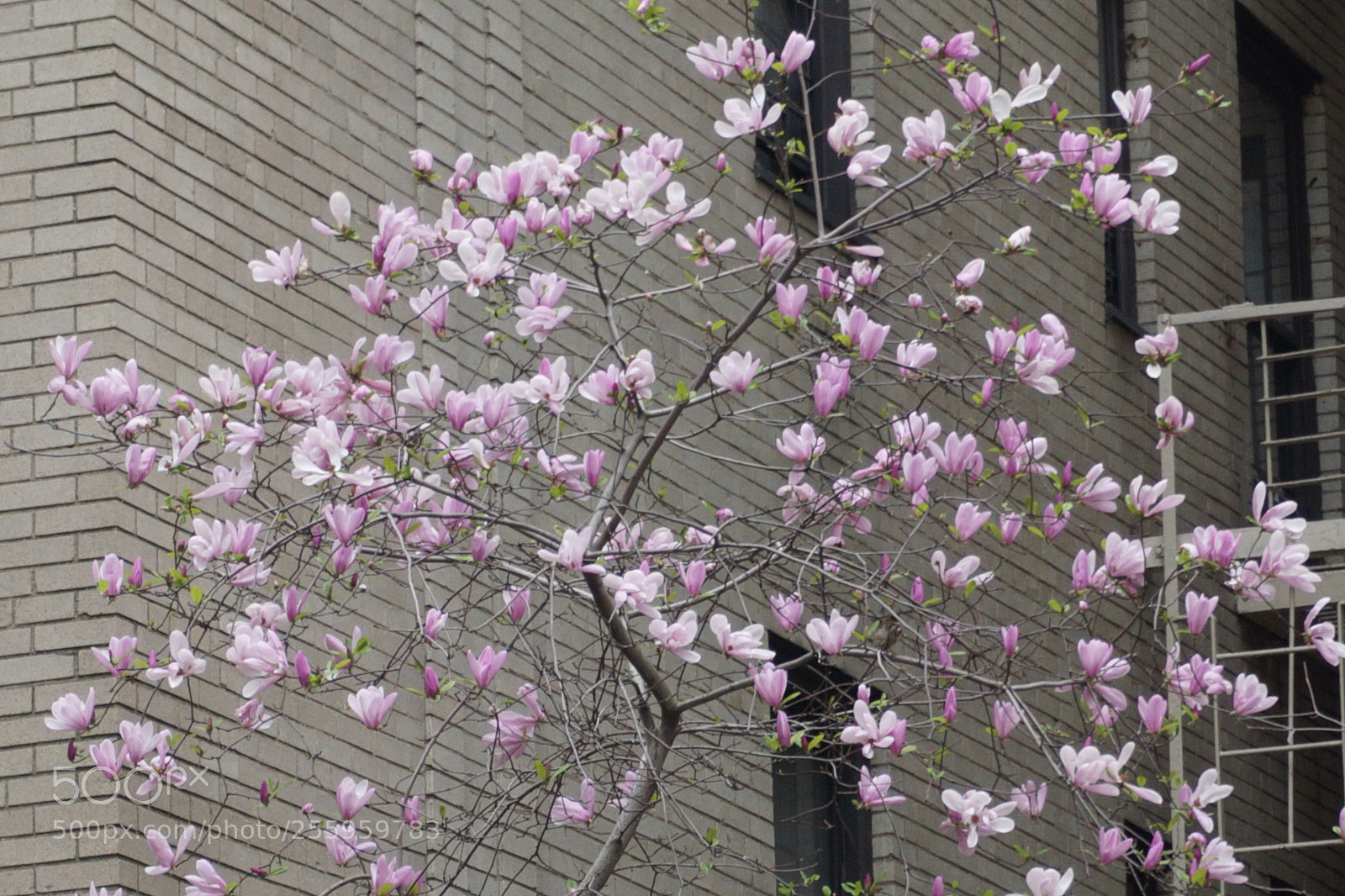 Sony a6000 sample photo. Flower photography