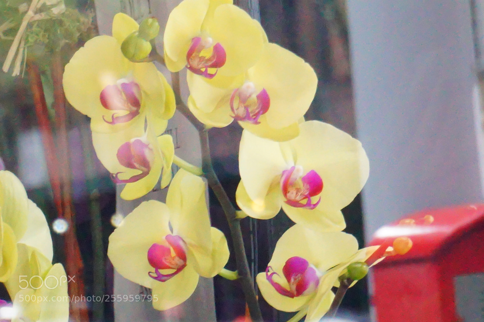 Sony a6000 sample photo. Flower photography