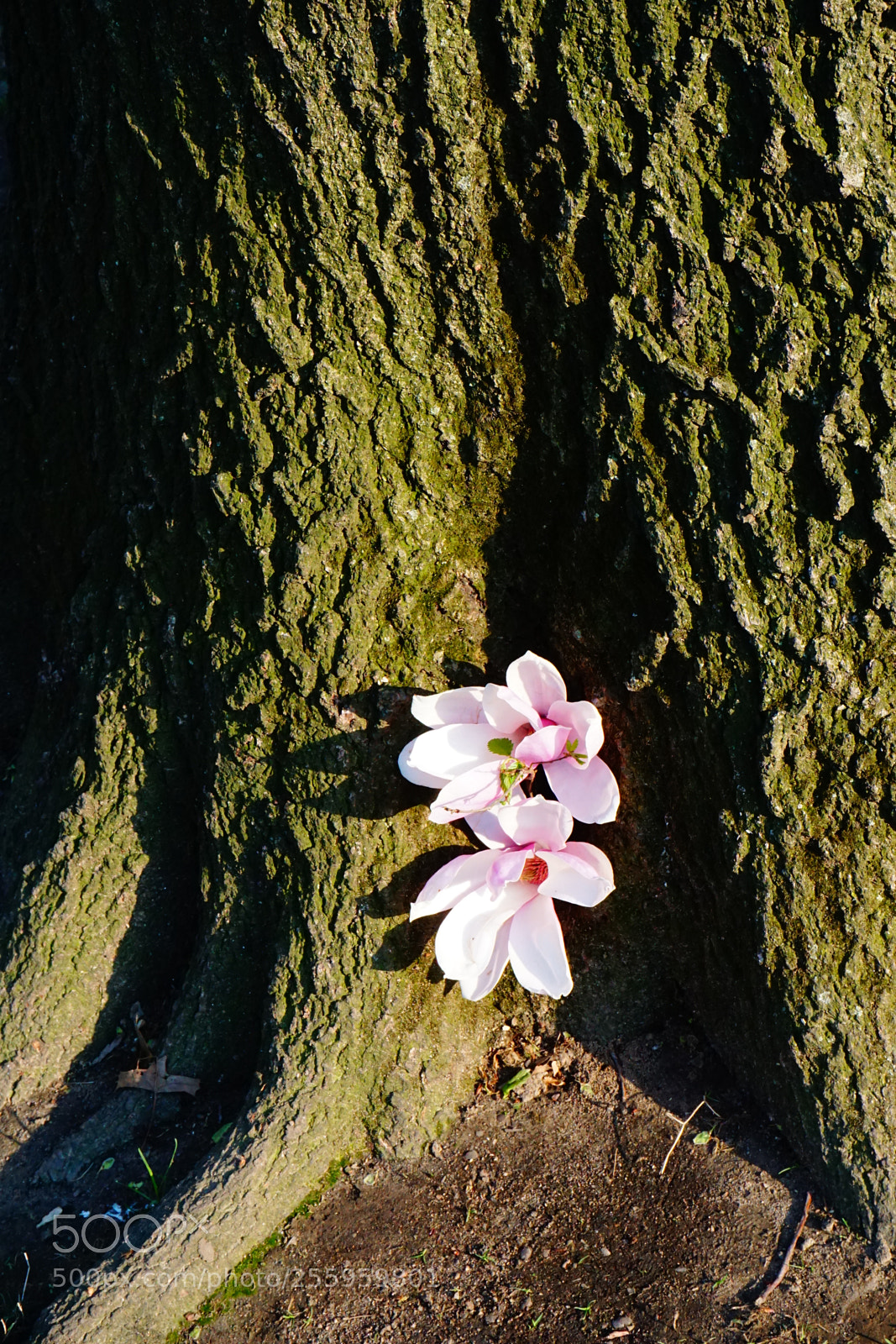 Sony a6000 sample photo. Flower photography
