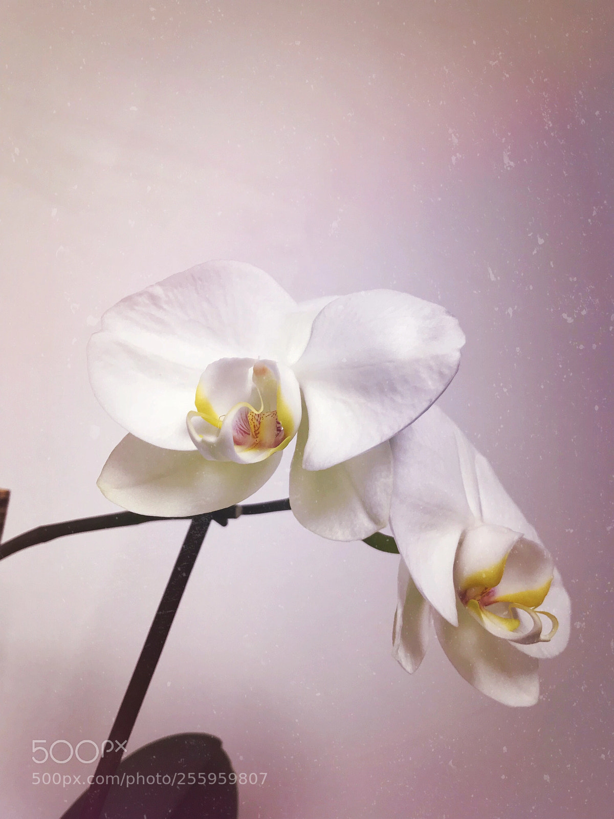Apple iPhone 7 sample photo. Floraison des orchidées  photography