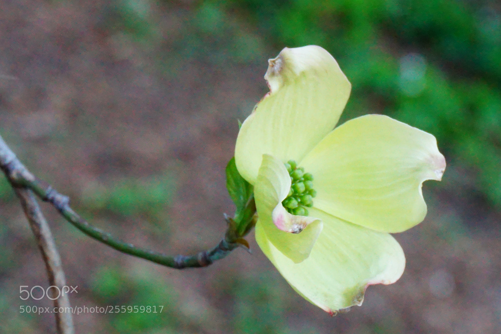 Sony a6000 sample photo. Flower photography