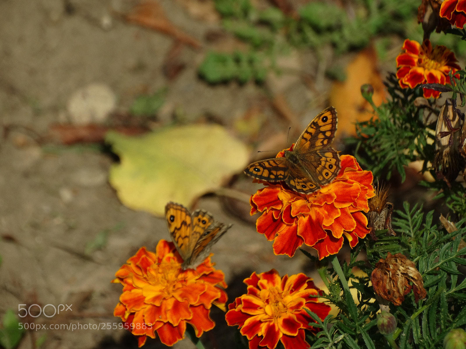 Sony Cyber-shot DSC-HX300 sample photo. Dsc photography