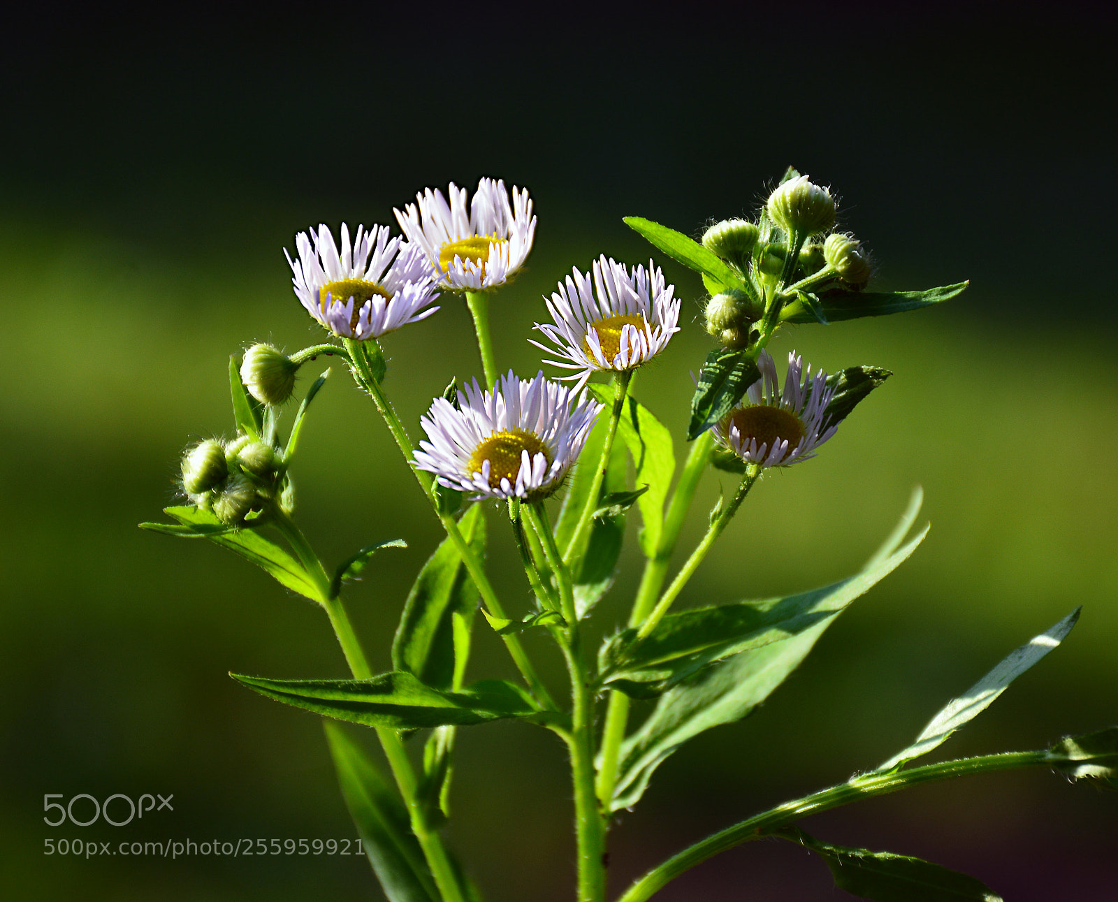 Nikon D5200 sample photo. Summer sun photography