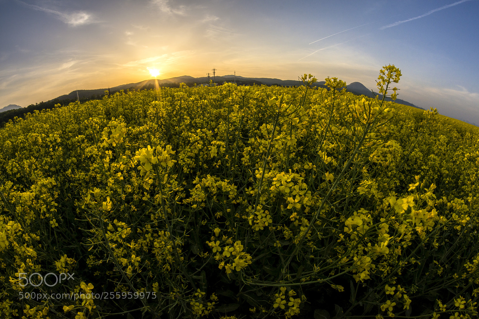 Nikon D7200 sample photo. Yellow field photography