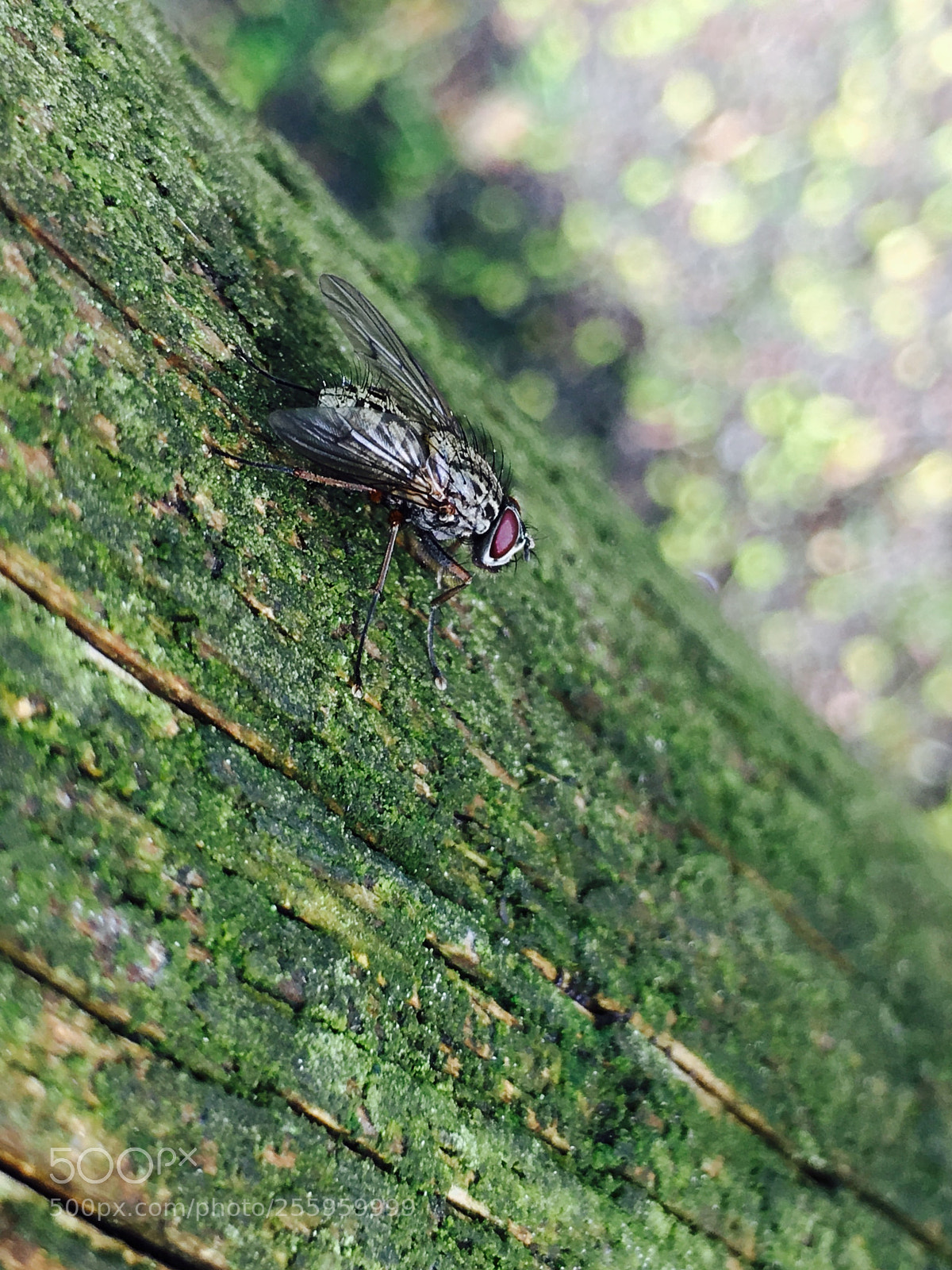 Apple iPhone 6s sample photo. Spring fly photography