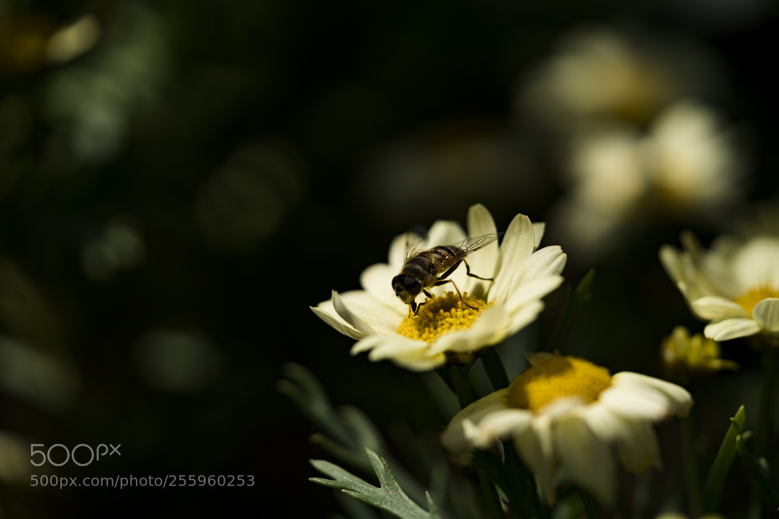 Sony a7R II sample photo. Springtime photography