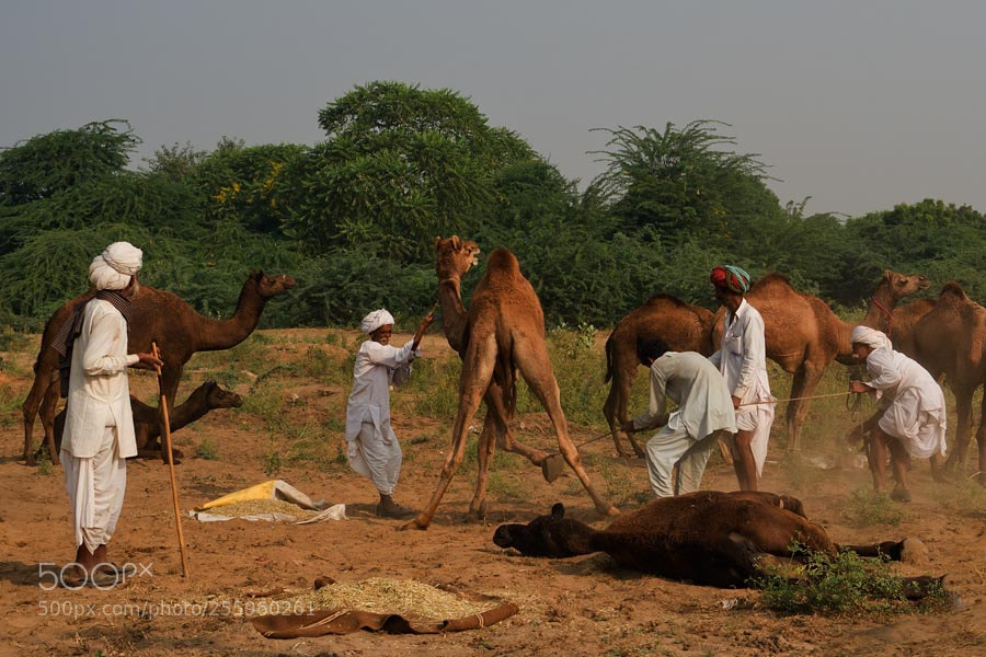 Sony a7 sample photo. Pushkar mela. rajasthan photography