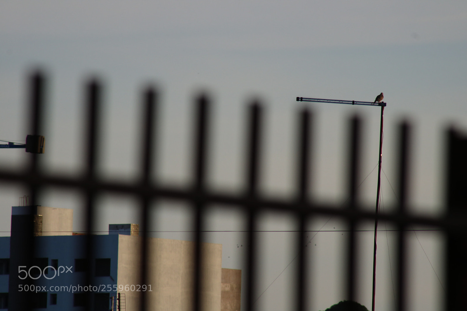 Canon EOS 750D (EOS Rebel T6i / EOS Kiss X8i) sample photo. Untitled photography