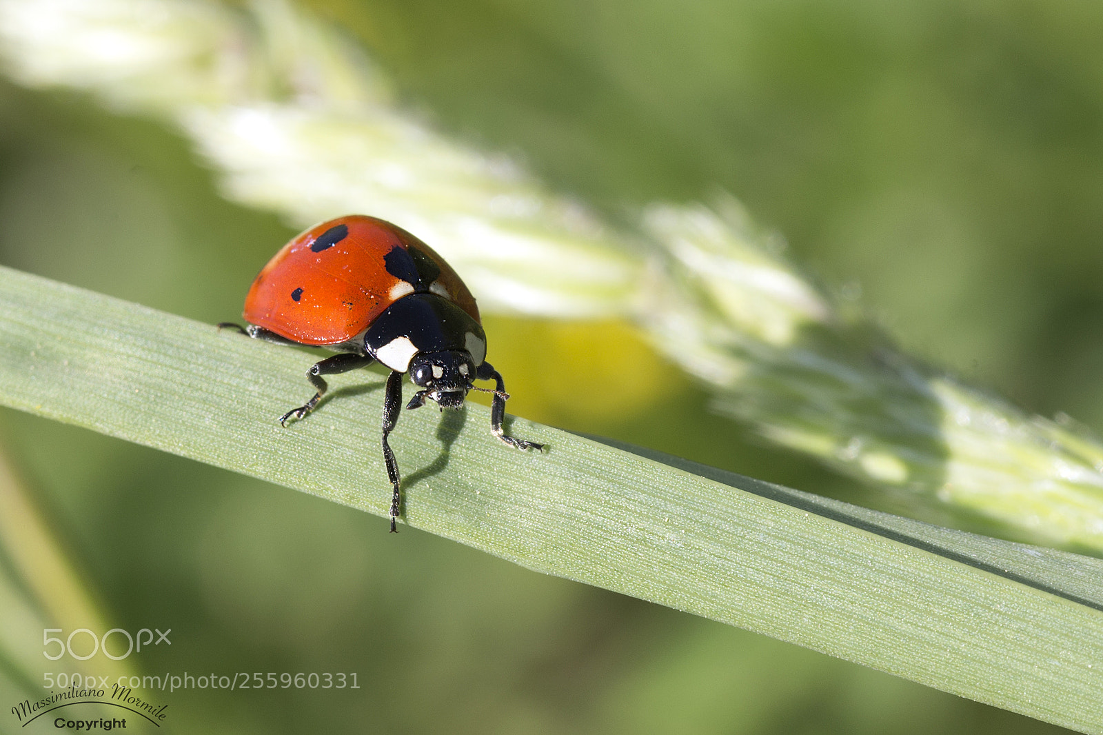 Canon EOS 6D sample photo. Untitled photography