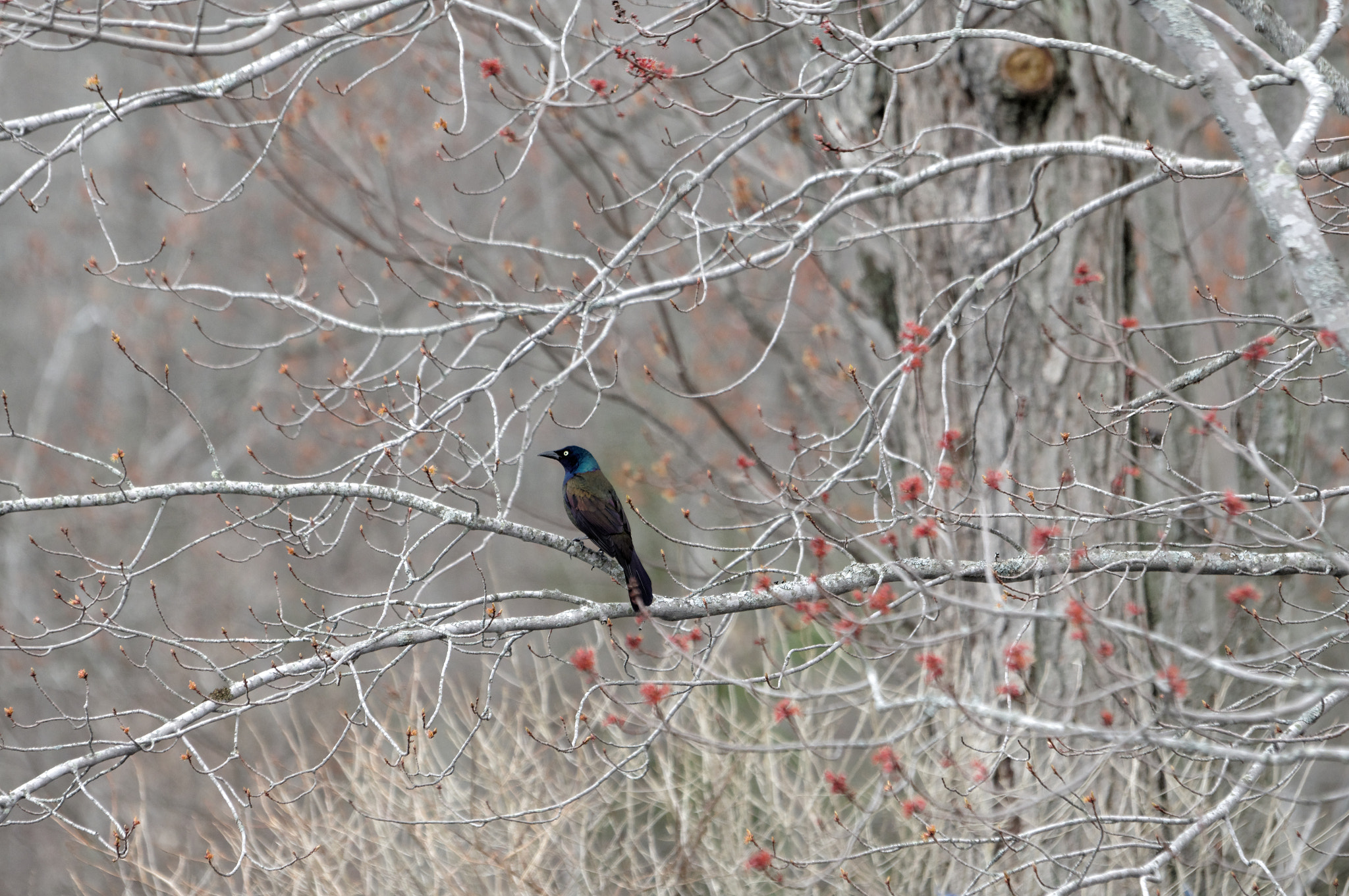 Pentax KP sample photo. Spring starling photography