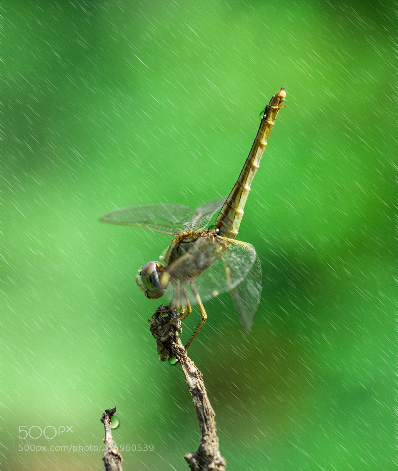 Nikon D800 sample photo. Dragonfly - zoom in  photography