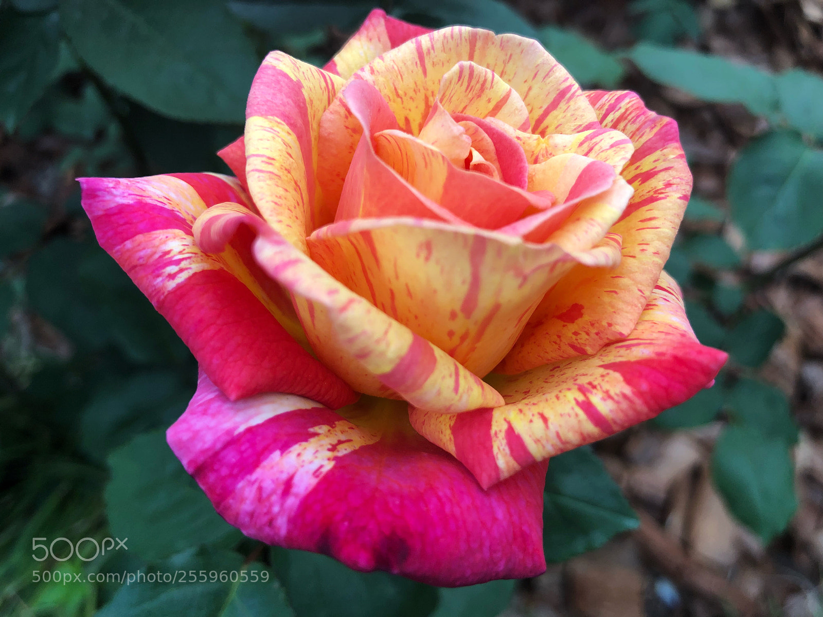 Apple iPhone X sample photo. Untitled photography